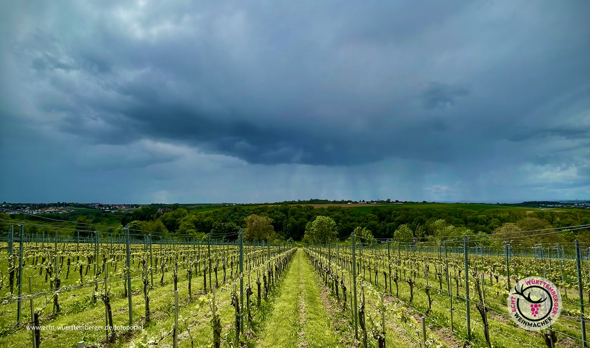 Da kommt Regen für die Reben