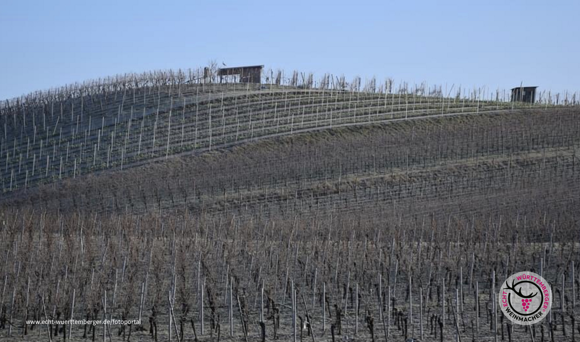 Weinberg im Weinsberger Tal