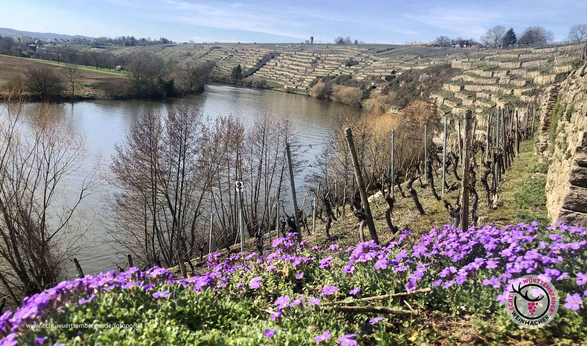 Frühling im Weinberg