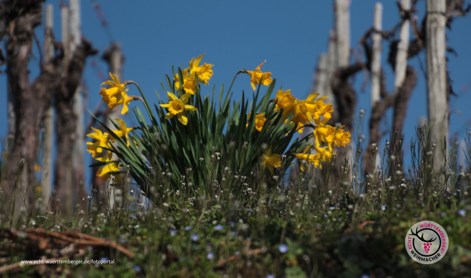 Frühling in den Weinbergen