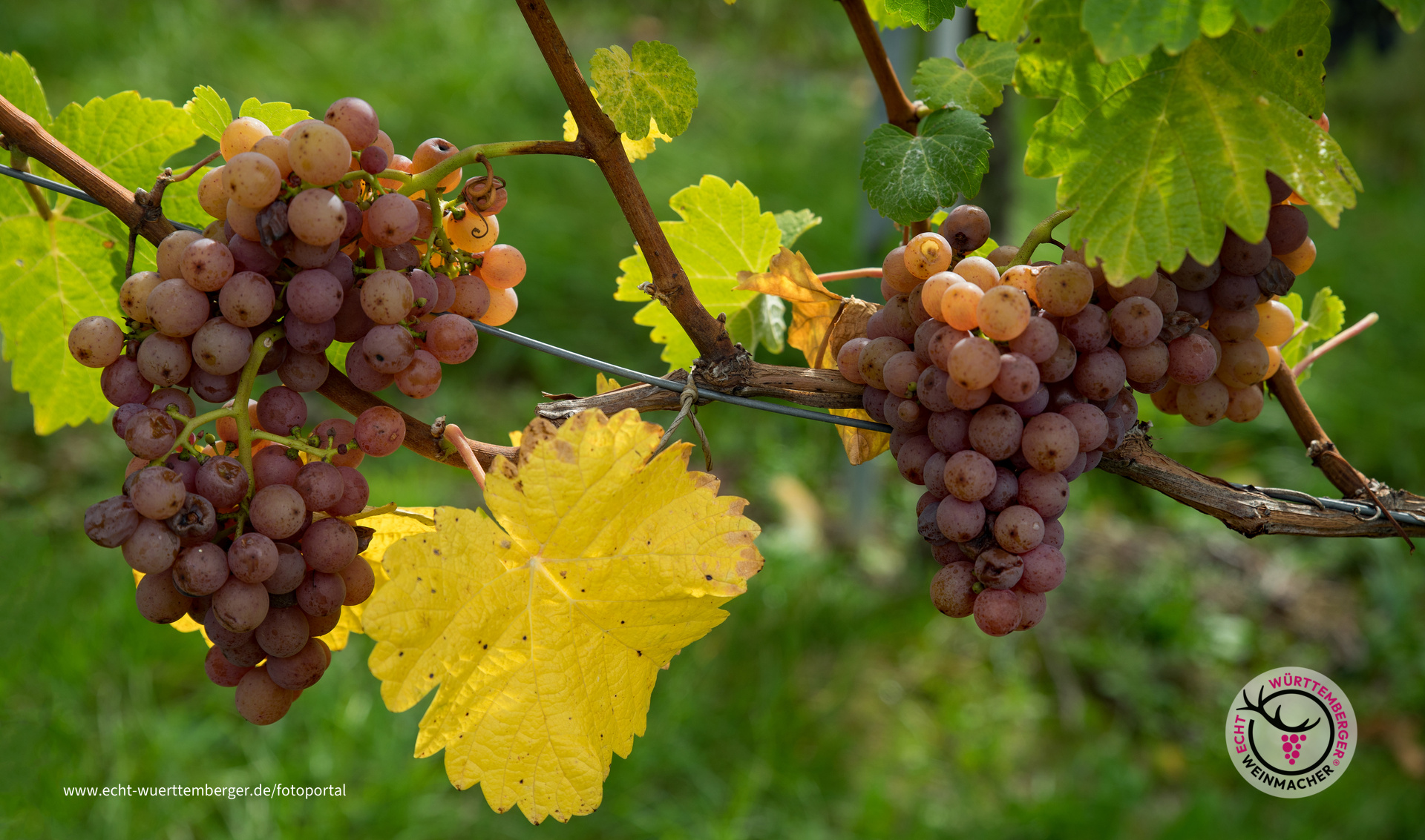 Farben und Früchte in der Natur