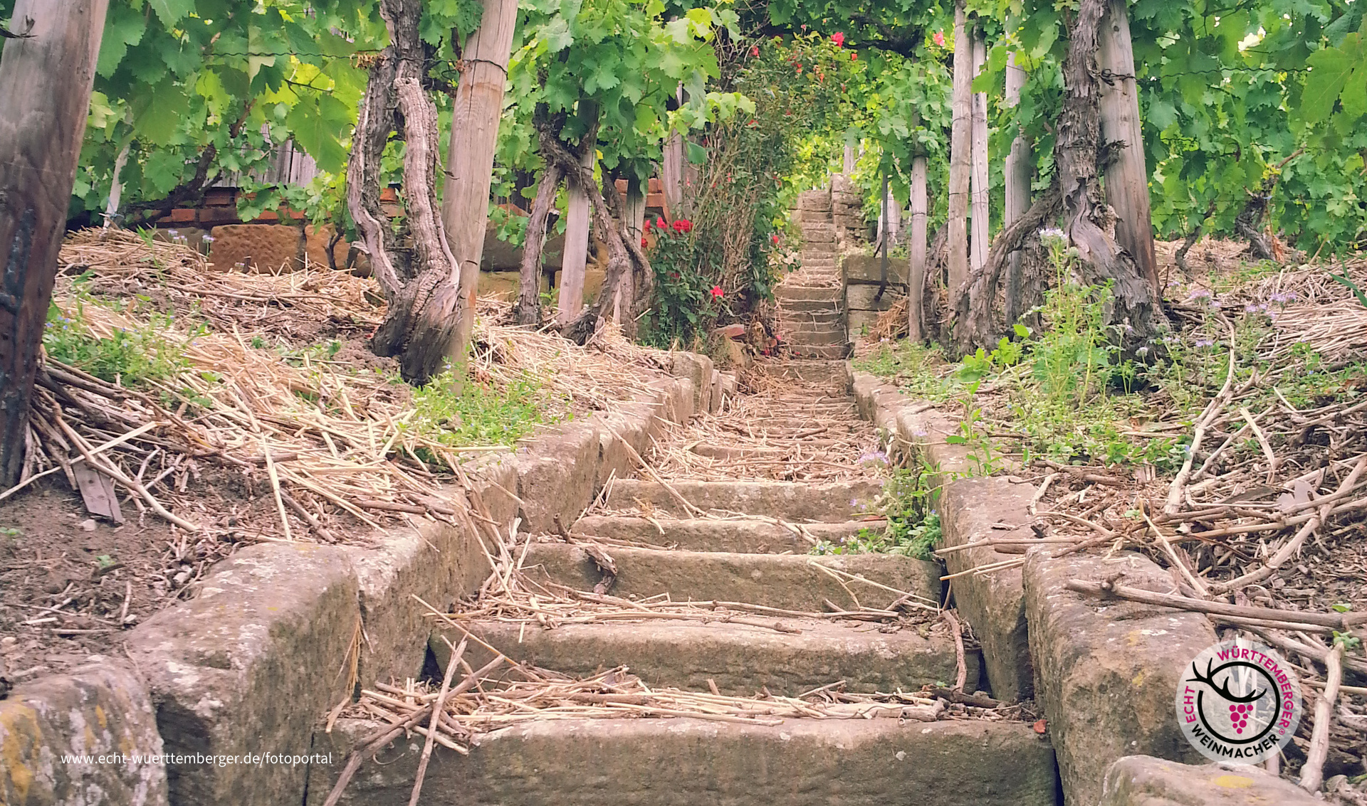 Wengertstäffelepanorama