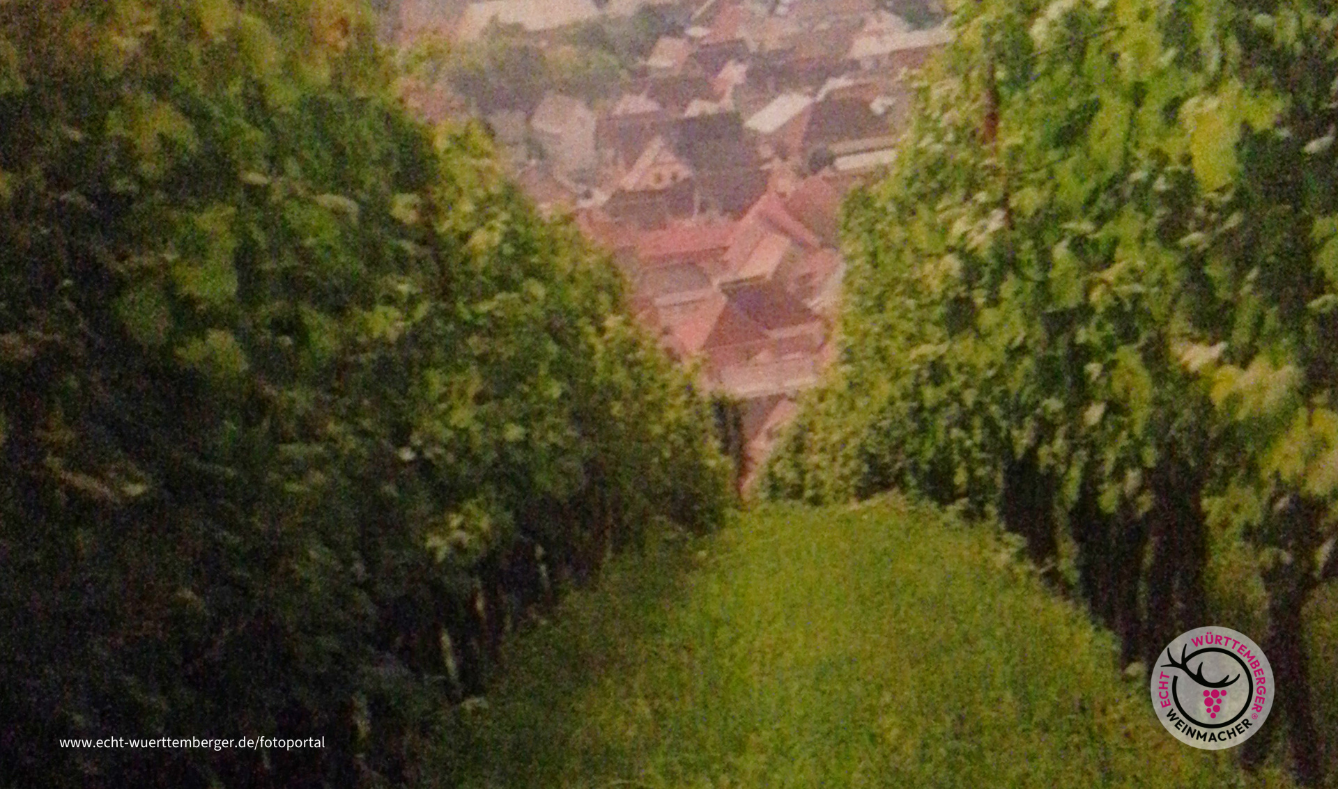 Markelsheimer Wein