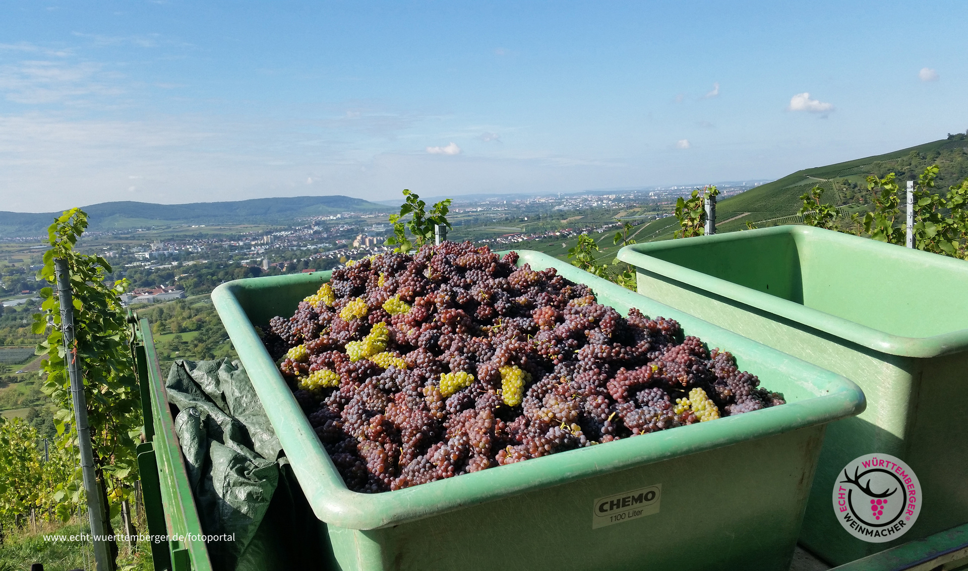 Ruländerlese im Remstal