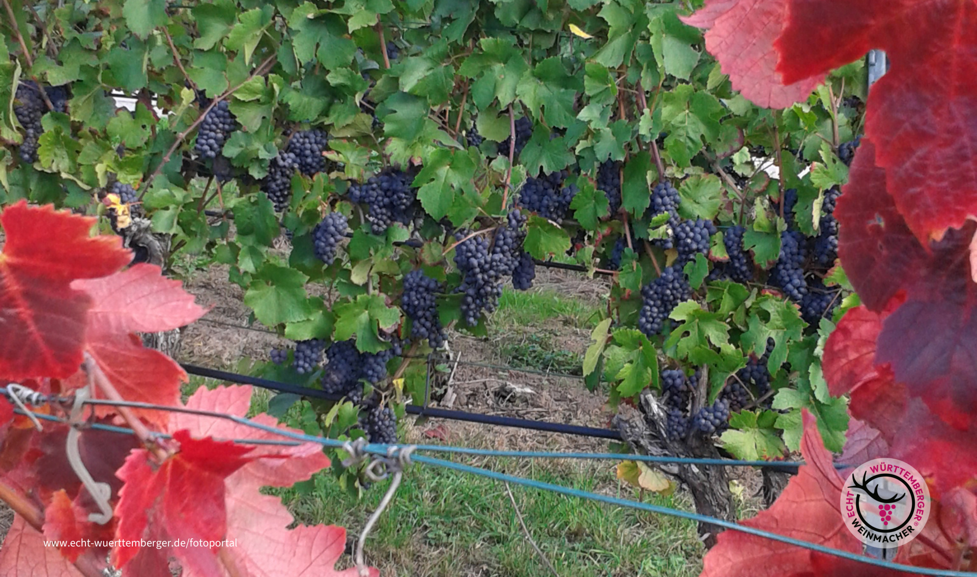 Roter Blätterrahmen