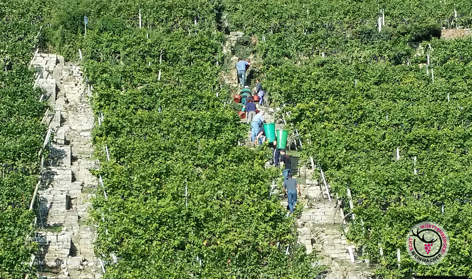 Steillagen-Weinlese in Lauffen am Neckar