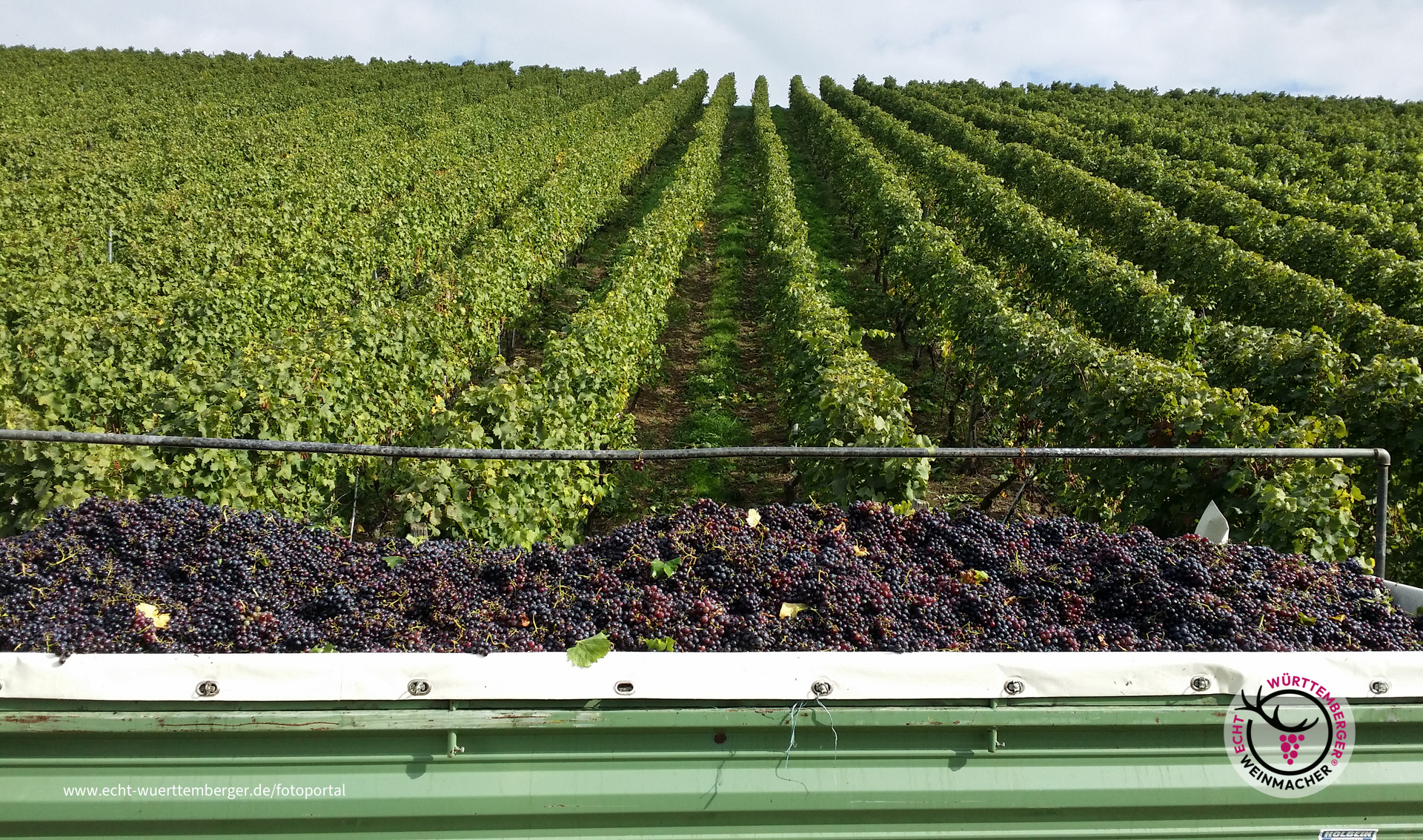 Weinlese Lauffen am Neckar