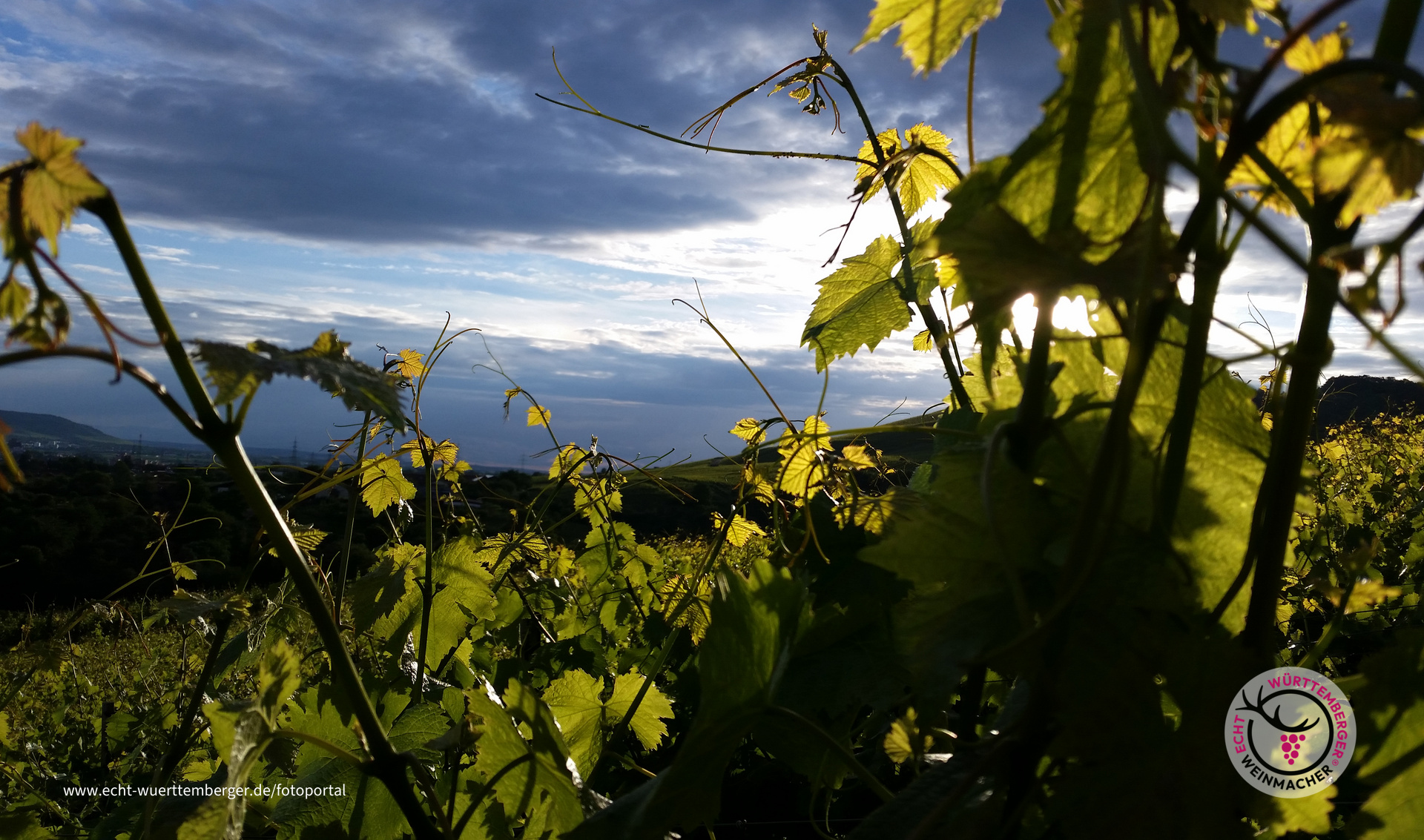 Grunbacher Regenwald