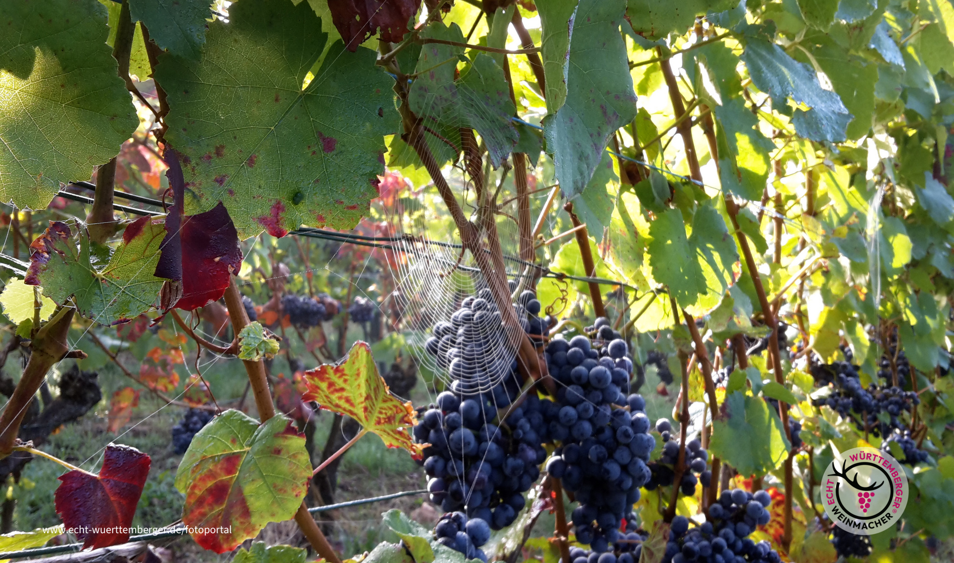 Morgenstimmung im Herbst am Grantschener Wildenberg 