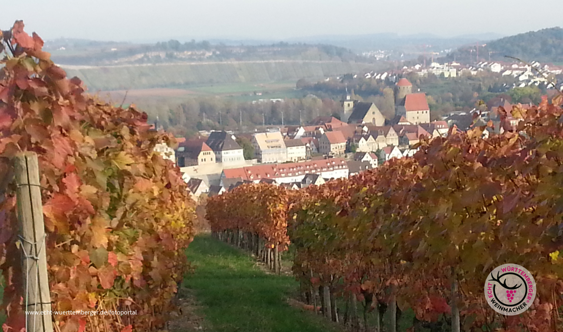 Weinberg bei Besigheim