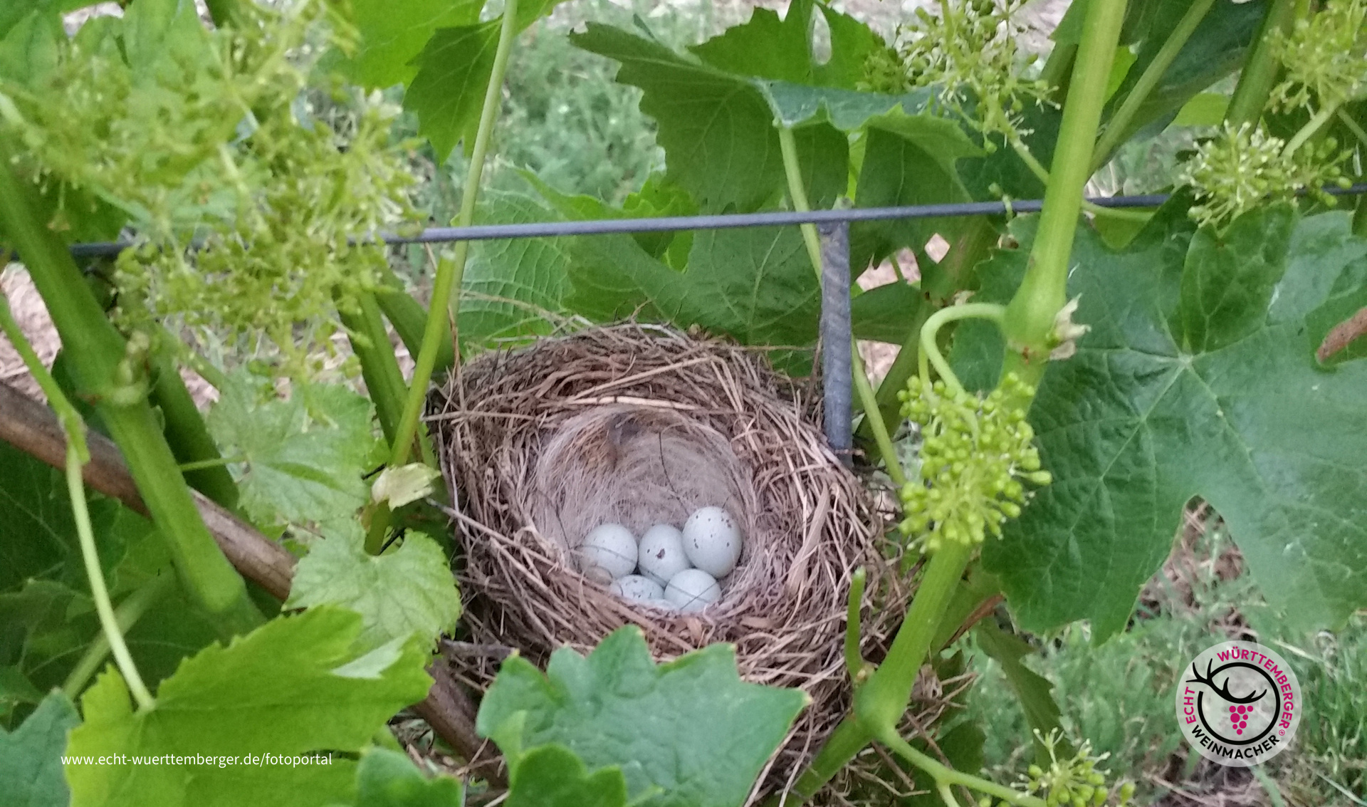 Weinblüte im Jagsttal