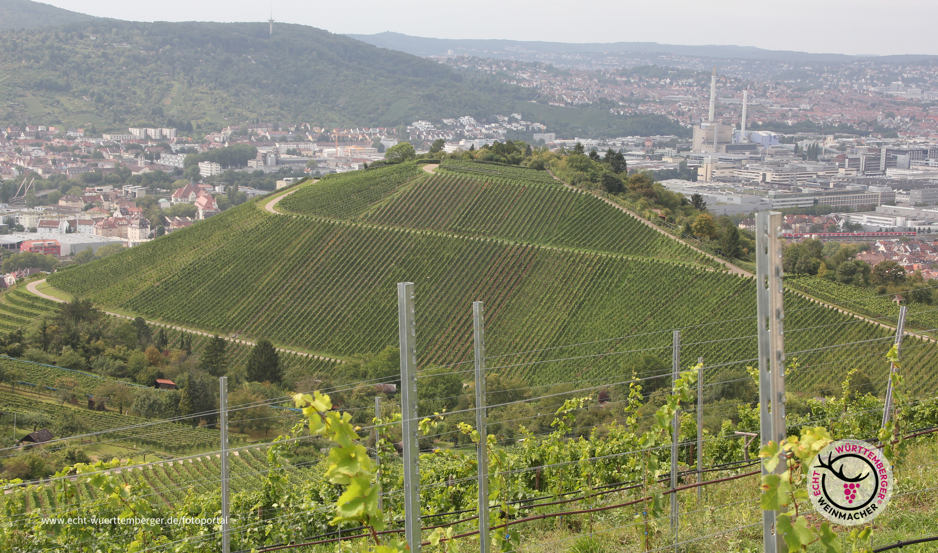 Weinberge über Stuttgart