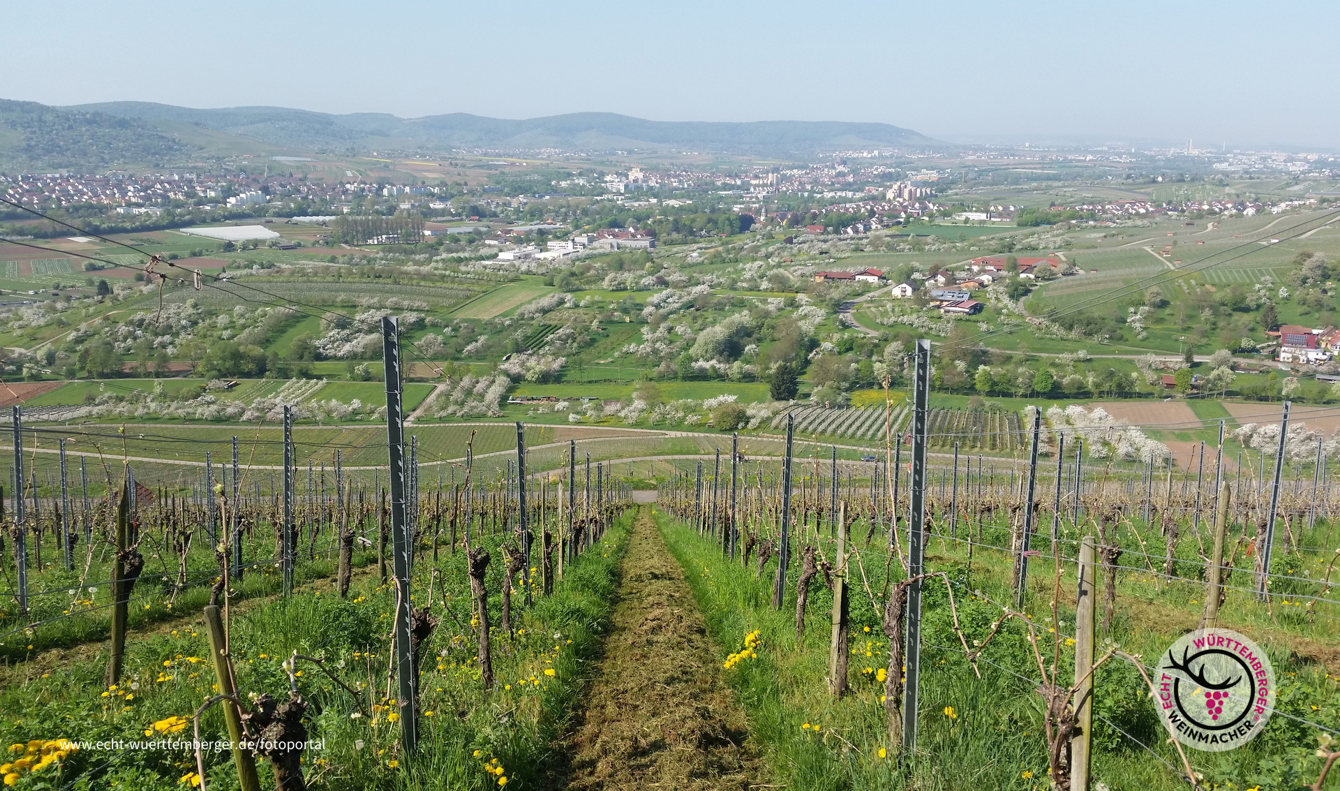 Obstbaumblüte im Remstal