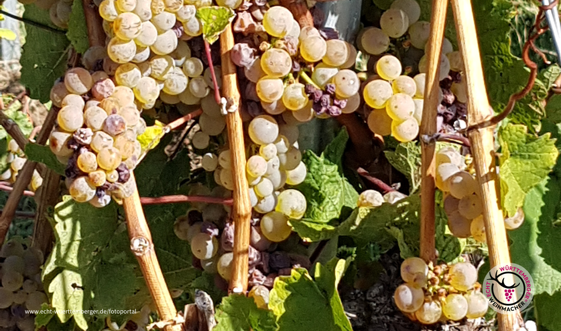 Herbstsonne