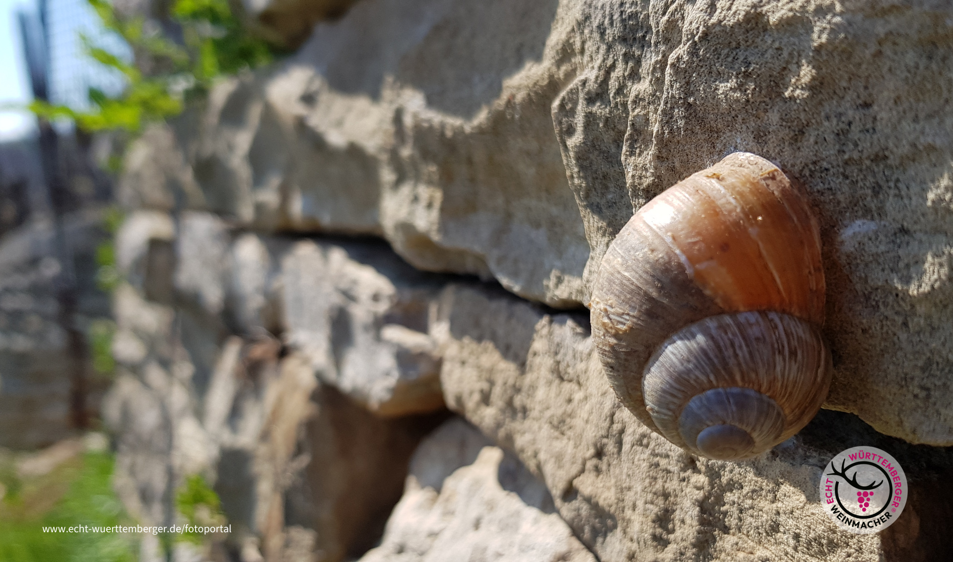 Weinbergschnecke