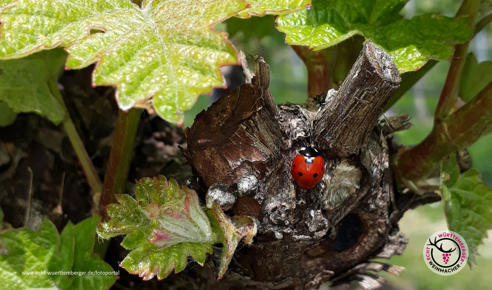 Marienkäfer küsst Kerner