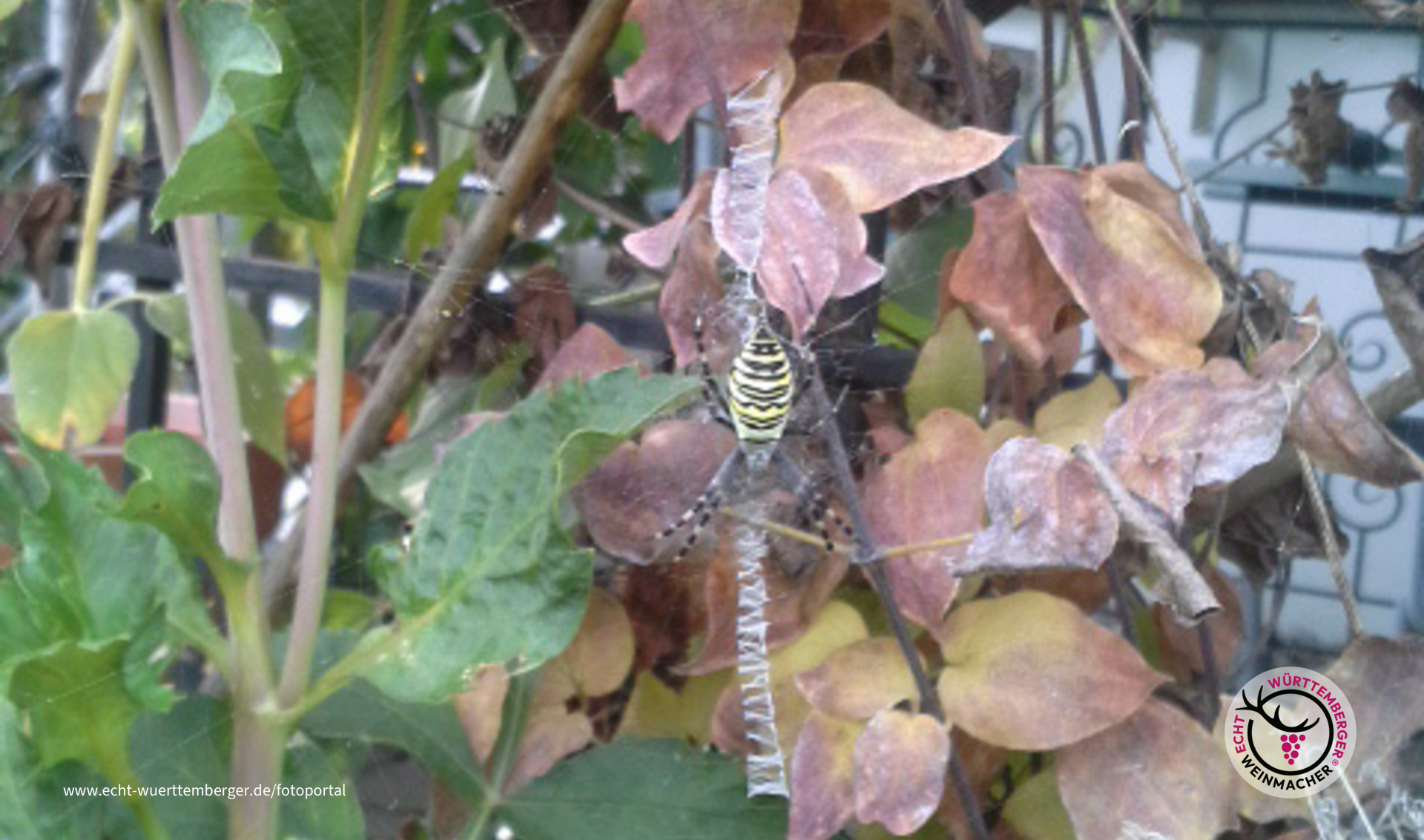 Wespenspinne am Rande der Weingärten