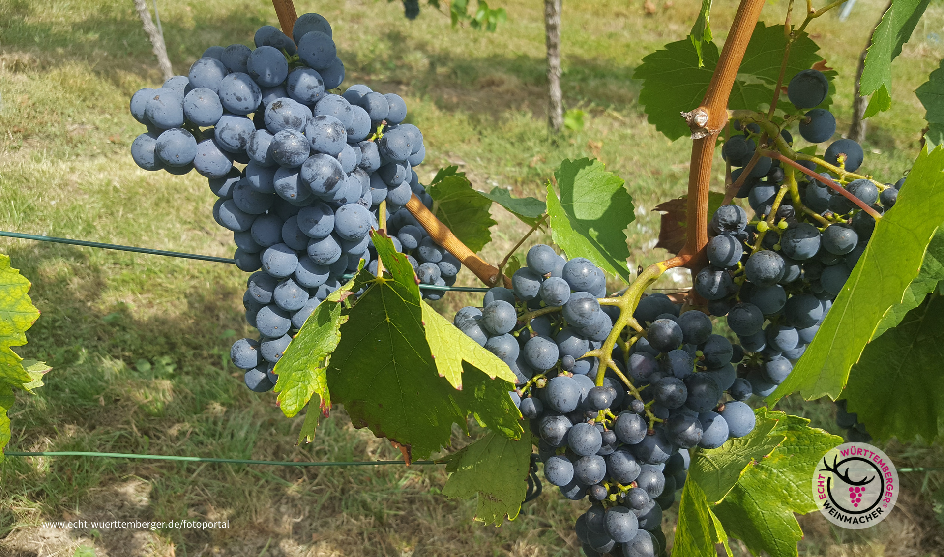 Traubentraum