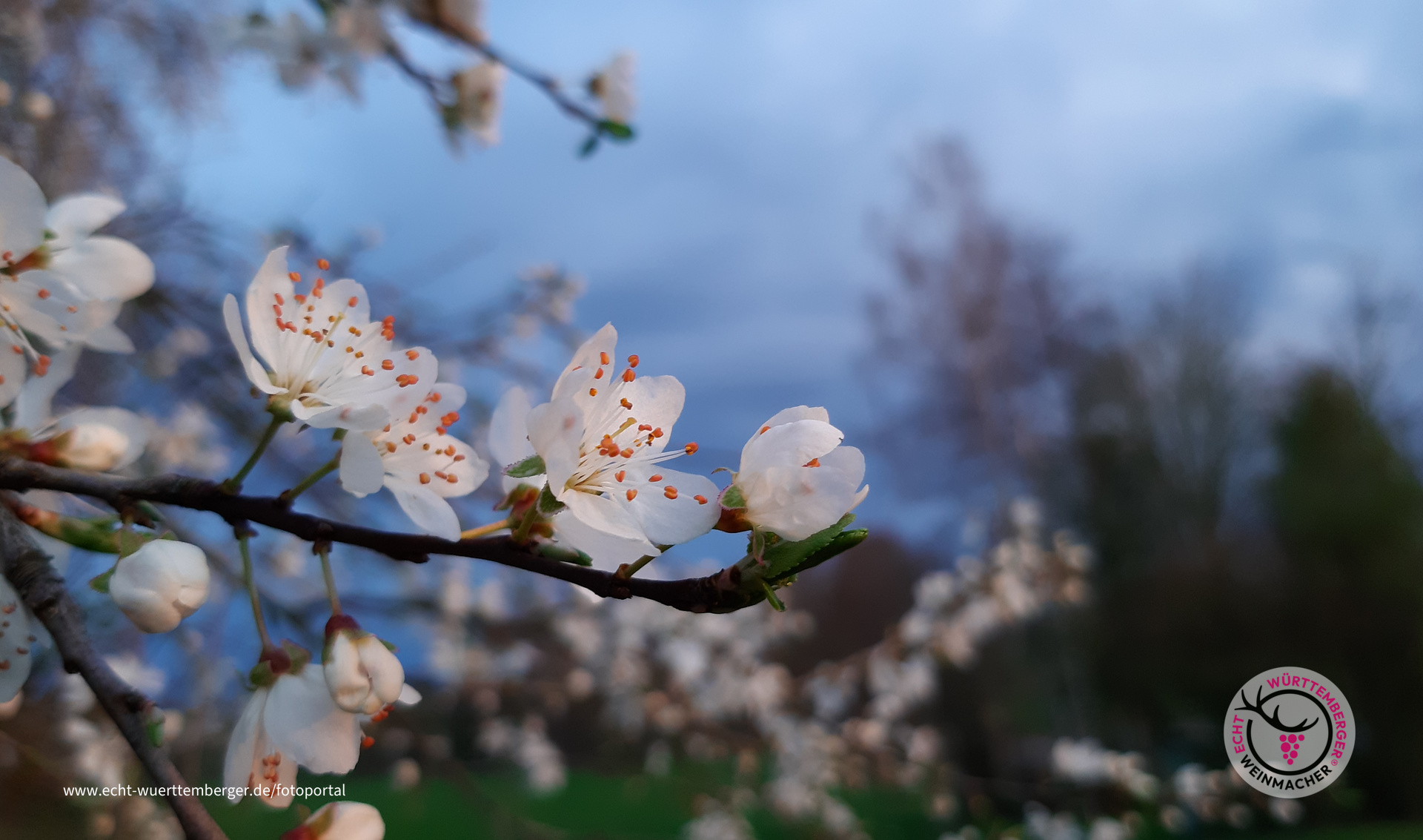 Frühlingserwachen