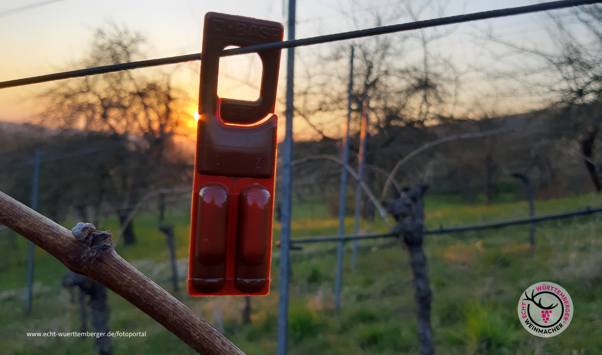 Ökologische Schädlingsbekämpfung unserer Wengerter