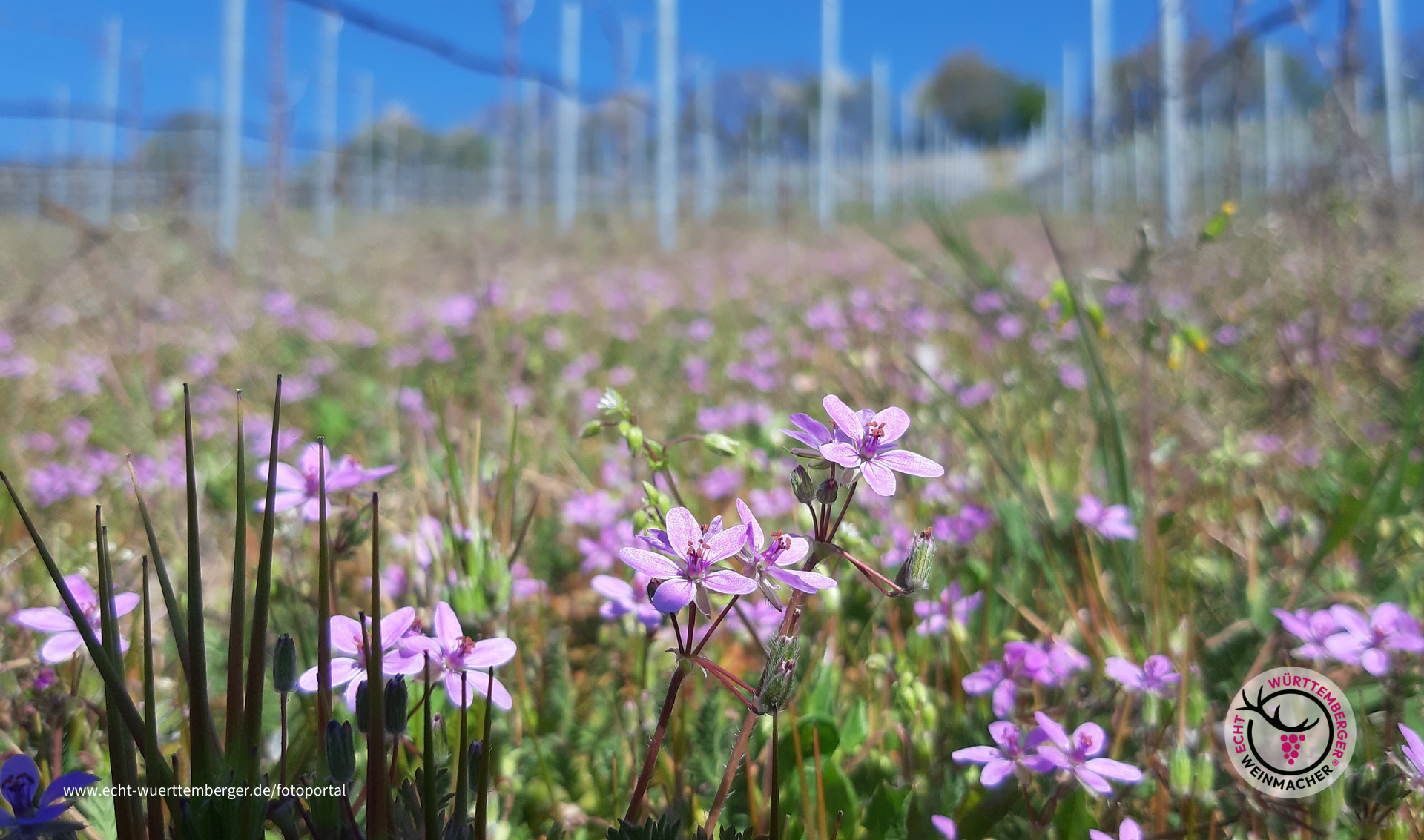 Blumenpracht im Weinberg
