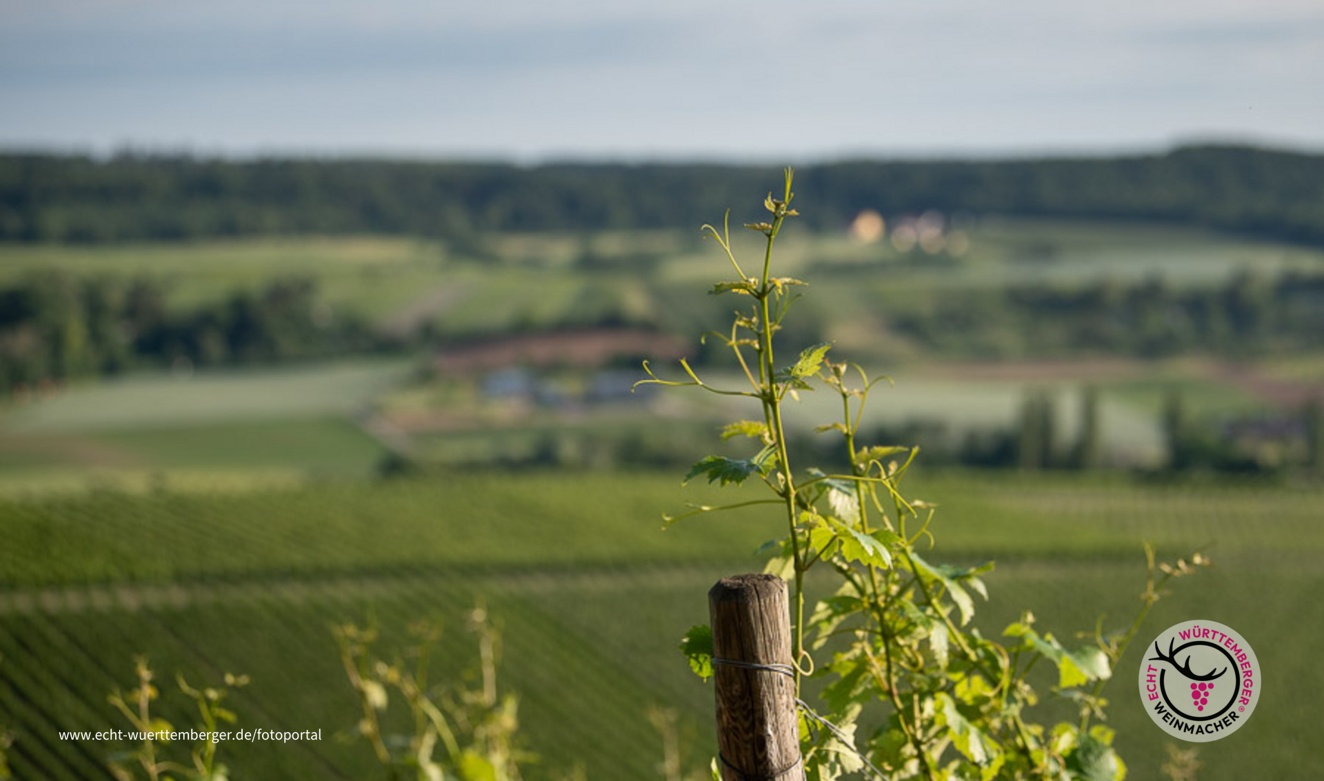 Weinreben in Flein