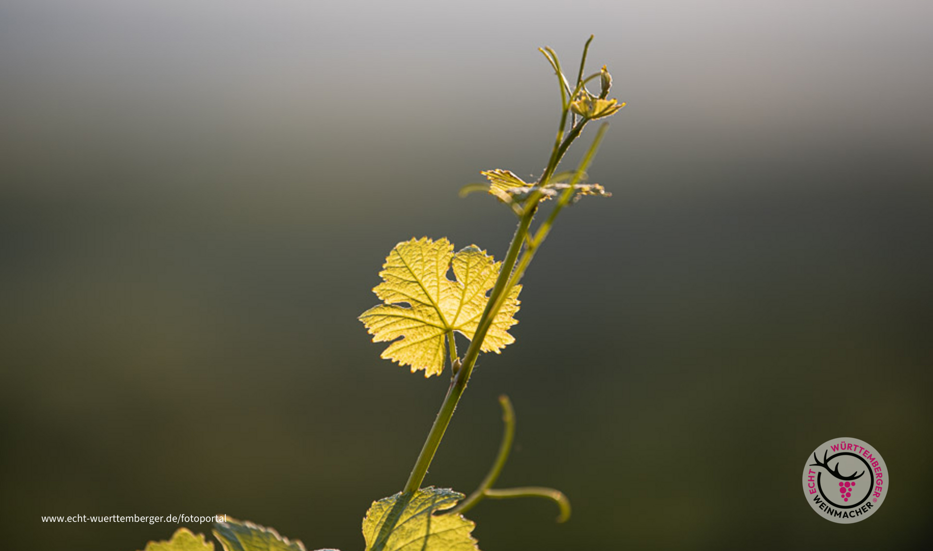 Weinrebe im Gegenlicht