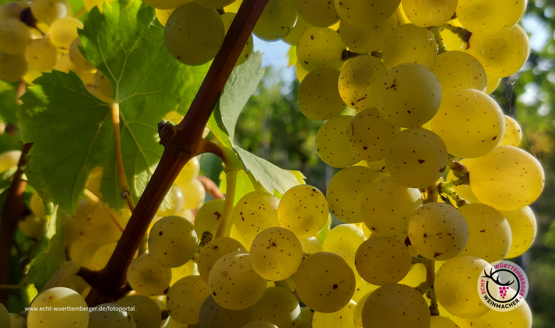 Goldgelb leuchtende Müller-Thurgau