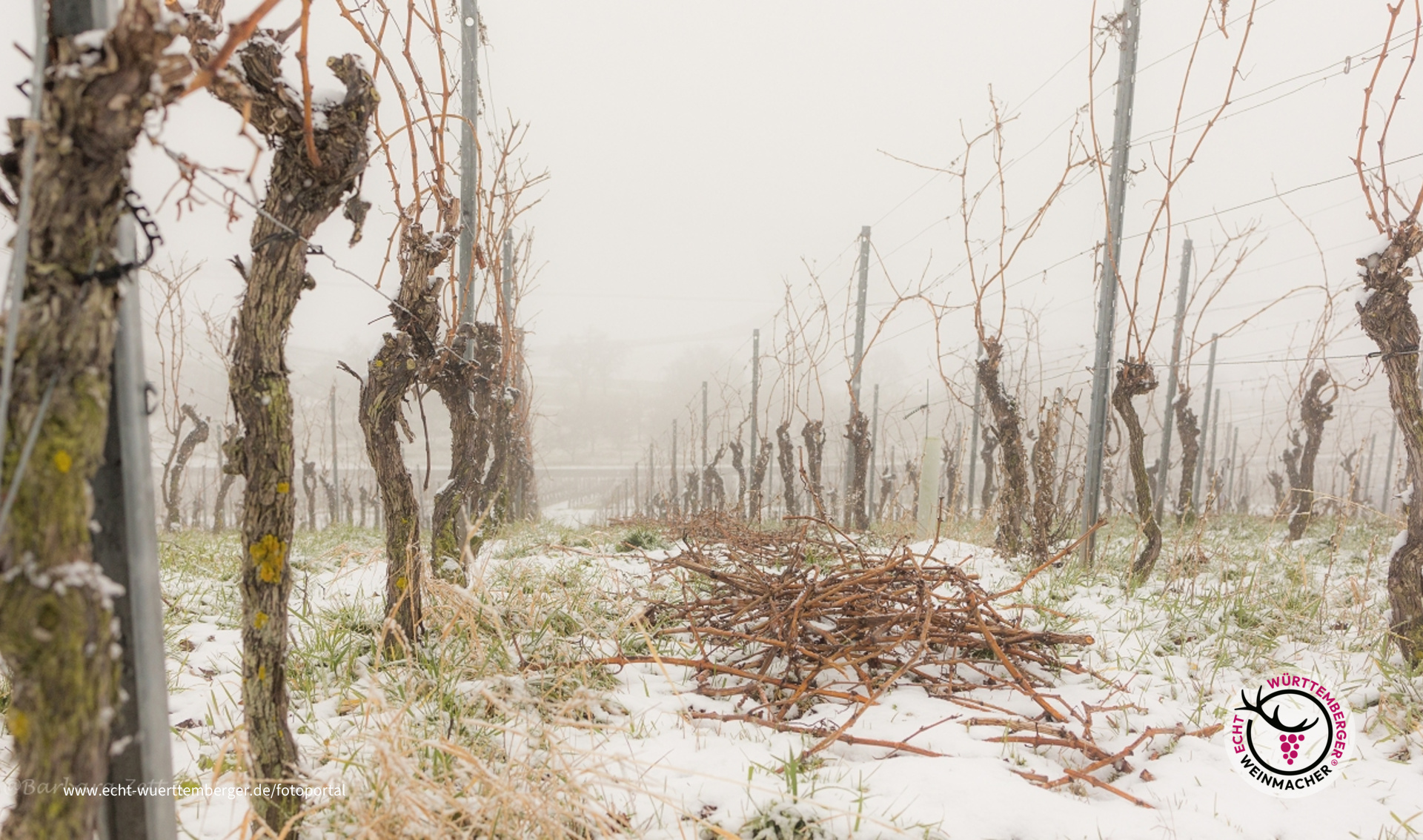 Winter im Weinberg