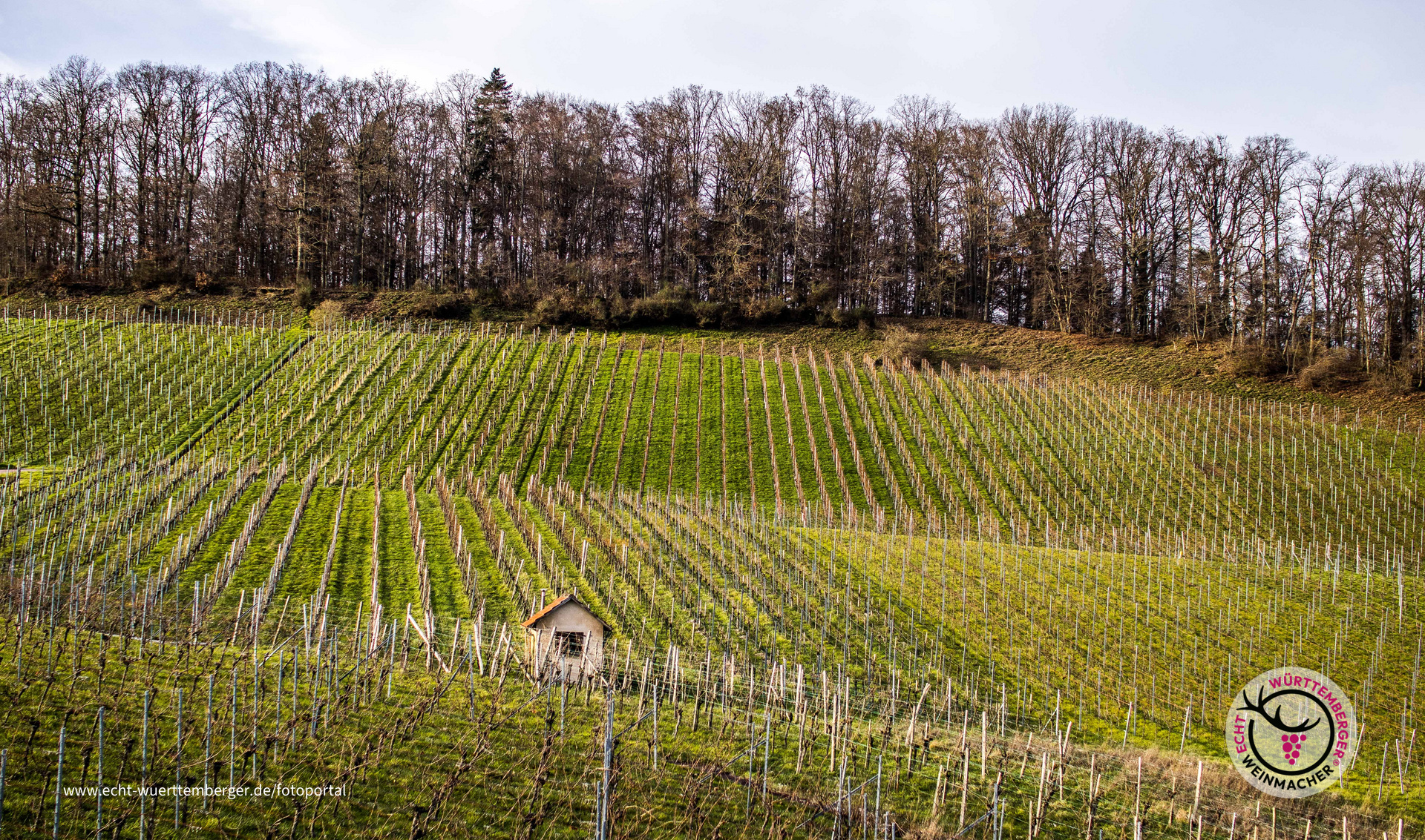 Ein neues Weinbergjahr
