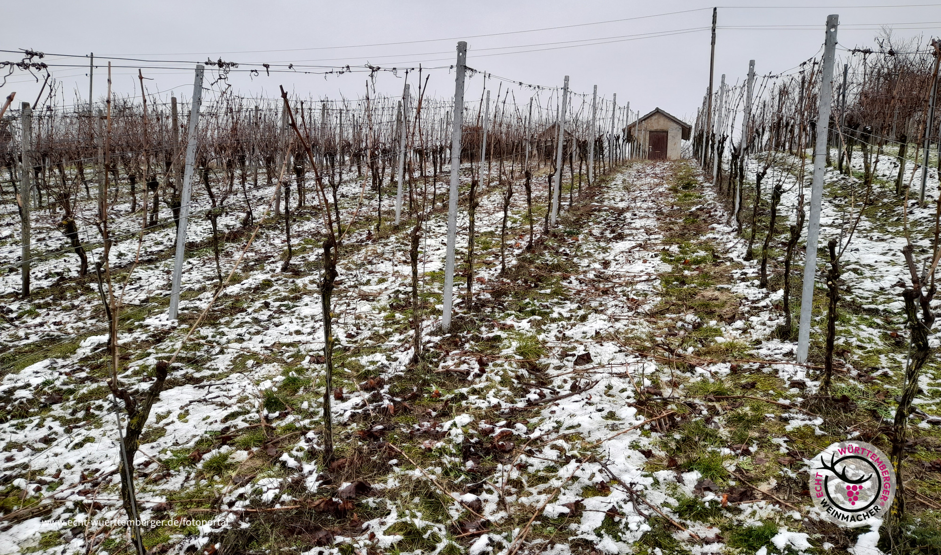 Winter im Weinberg