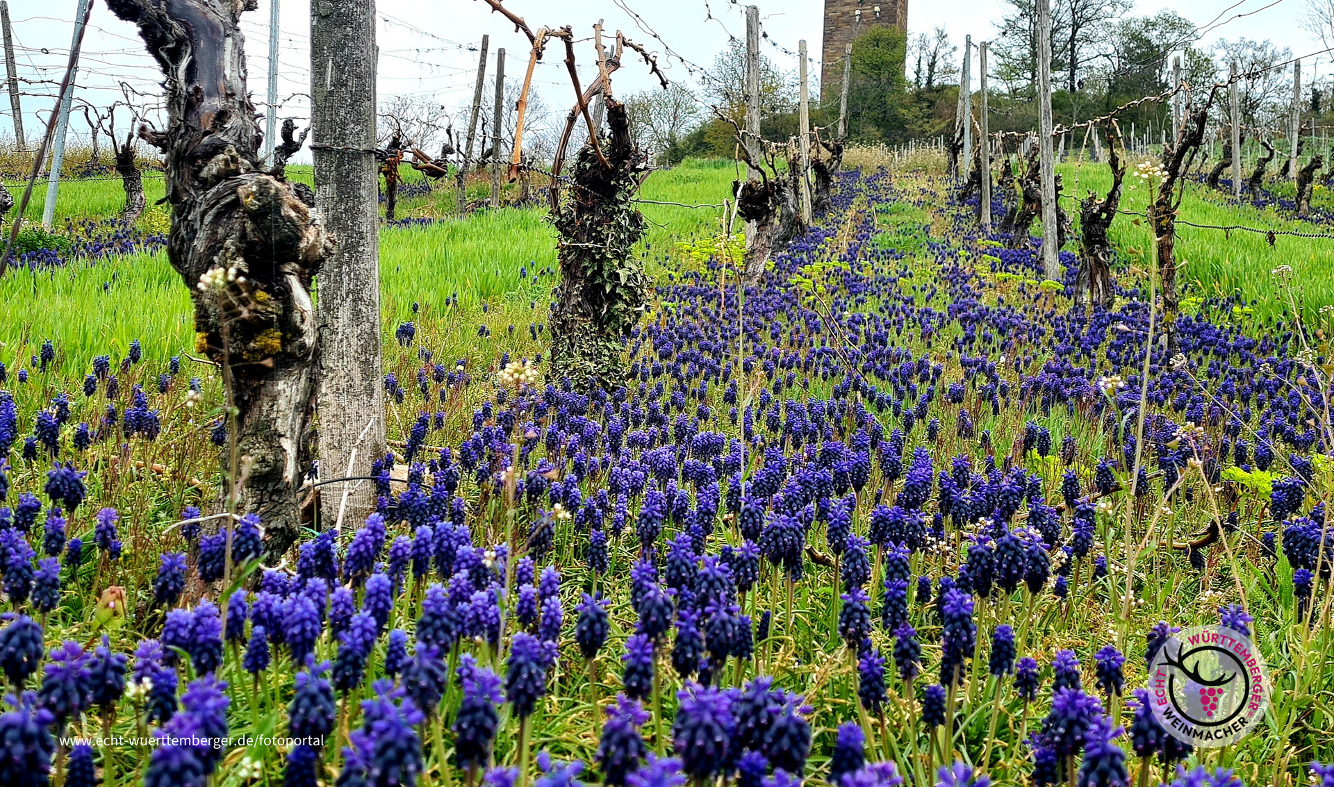 Turmblüten am Schlossberg