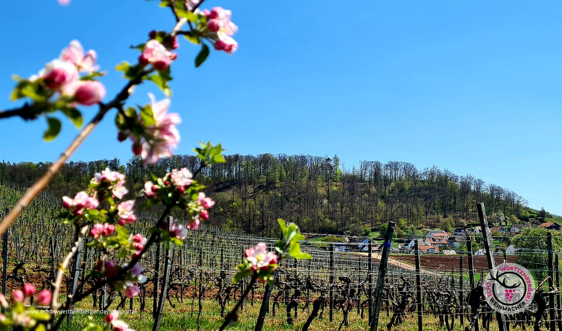 Blüten Traum am König