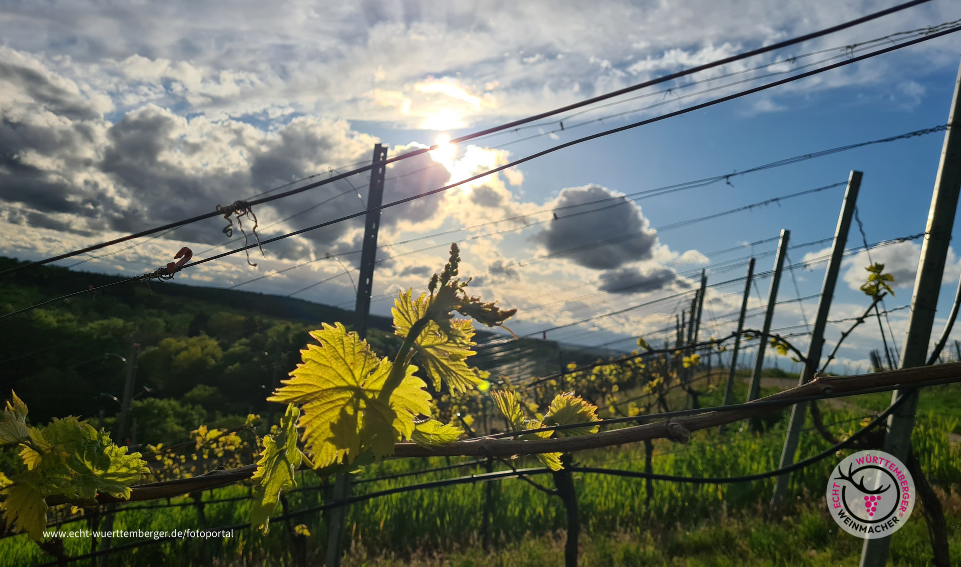 Muskat-Trollinger bei Dämmerung 