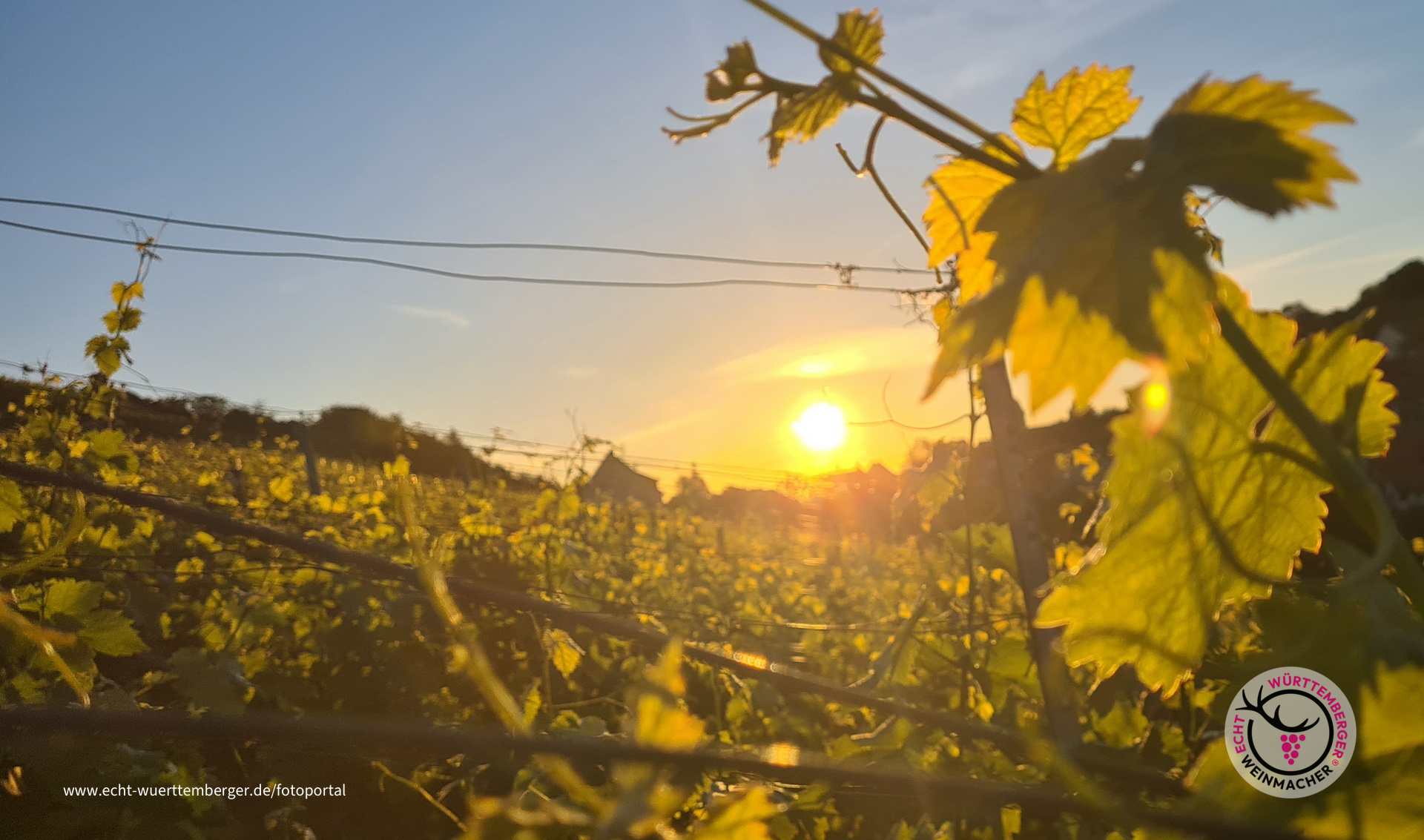 Der goldene Trollinger