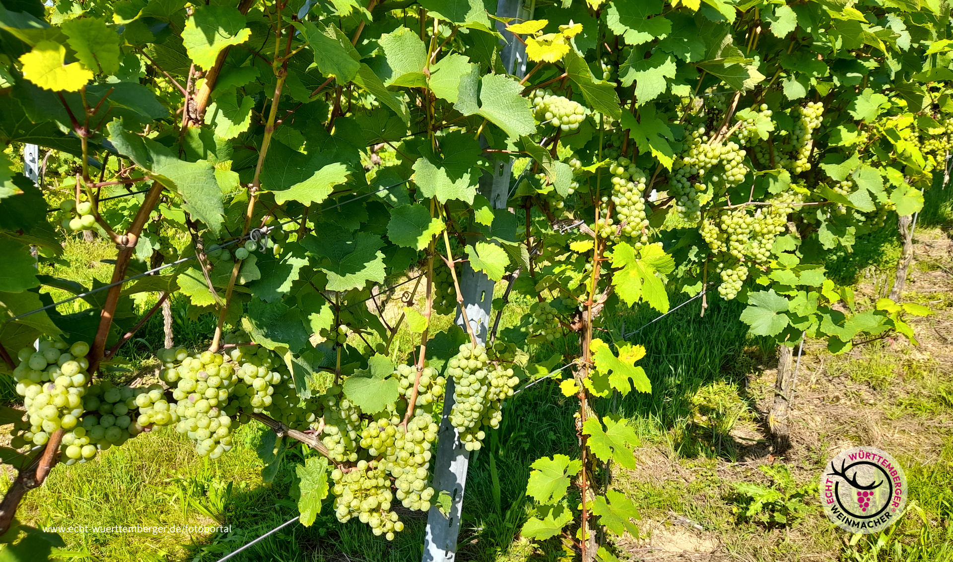 Riesling 