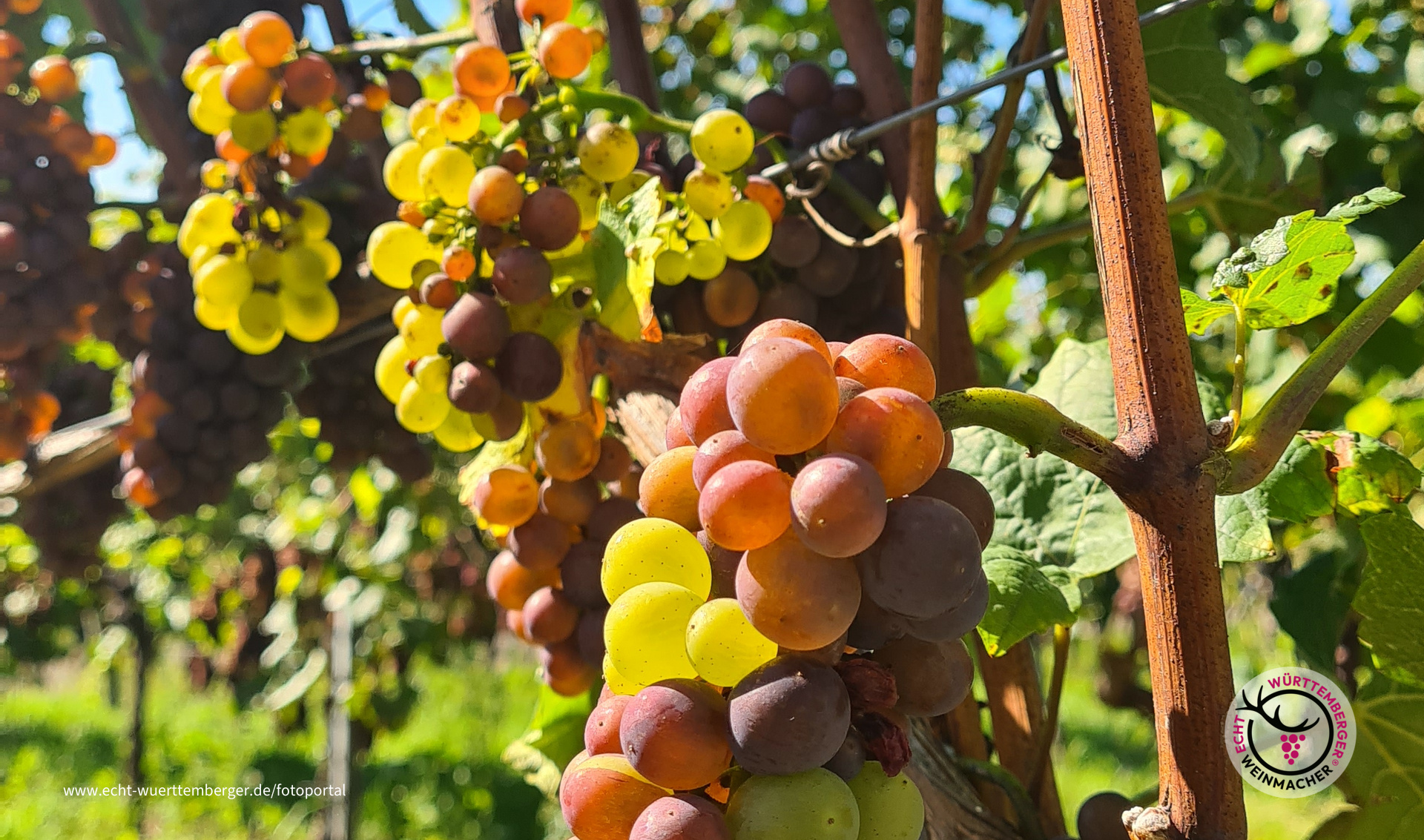 Der Grauweiße Burgunder 