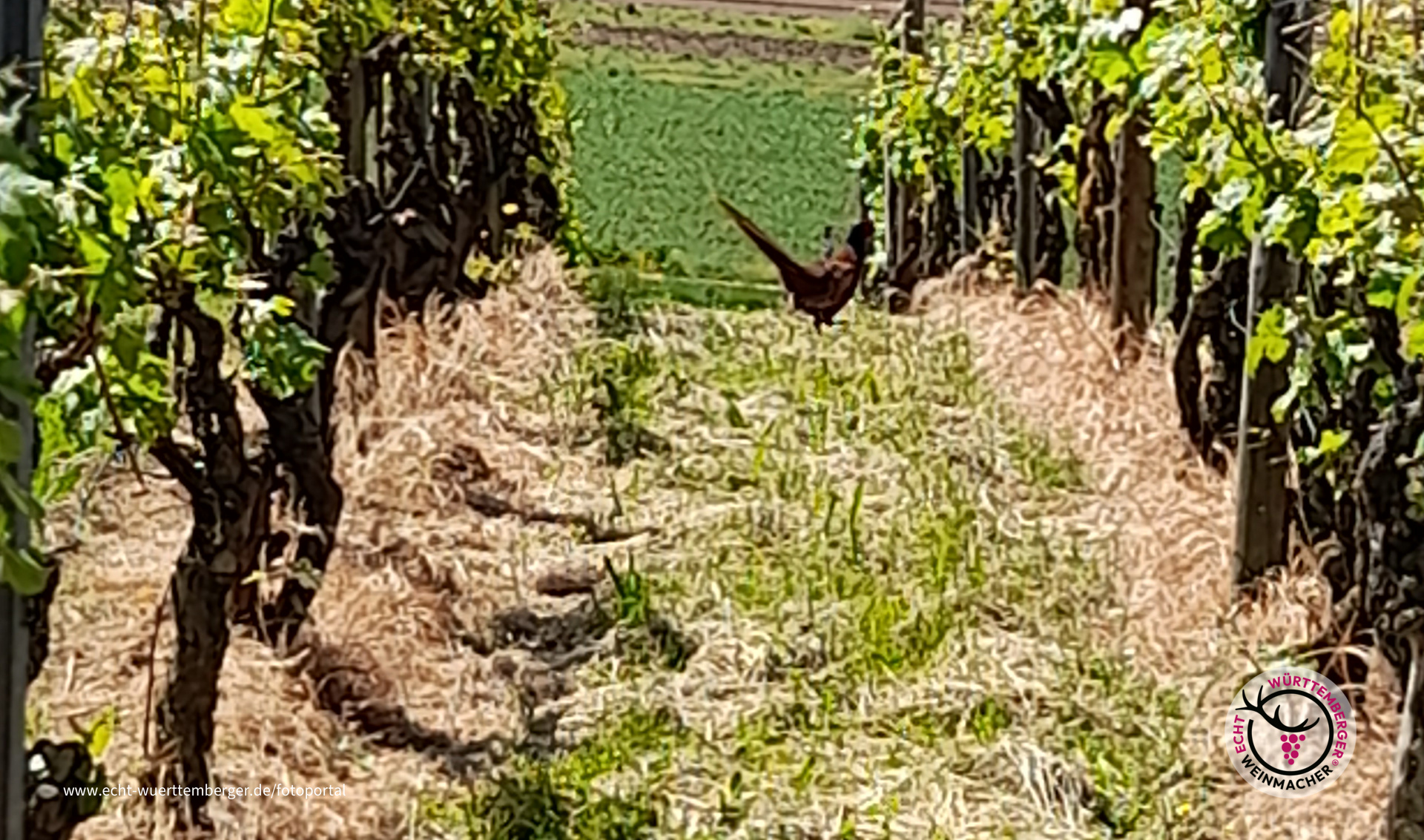 Rebhuhn im Weinberg