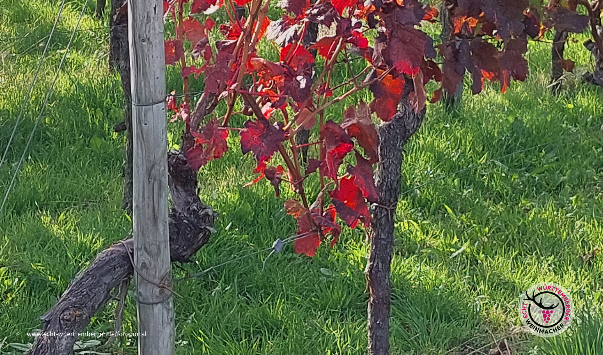 Reben im Herbst