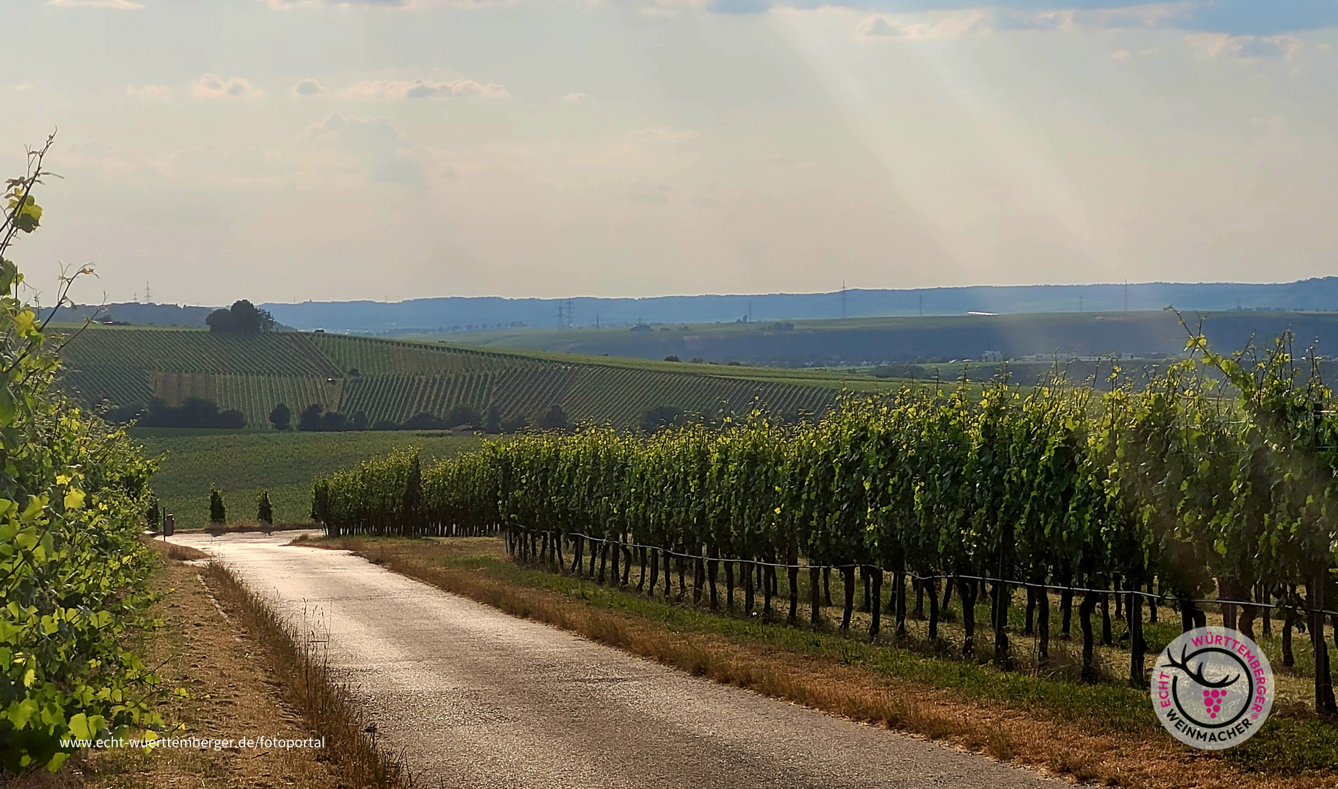 Heißer Sommer bringt guten Wein
