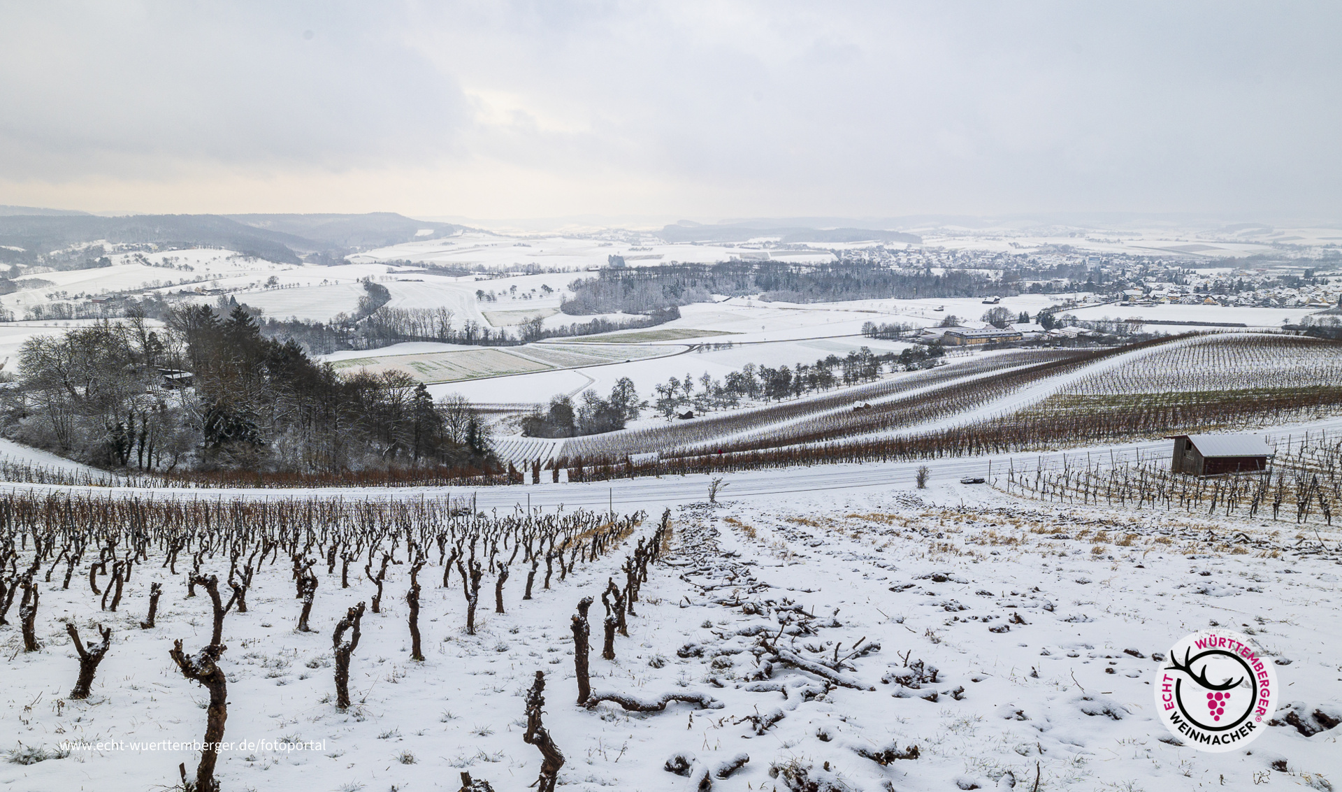 Winter im Weinberg mit Schnee und Minusgraden