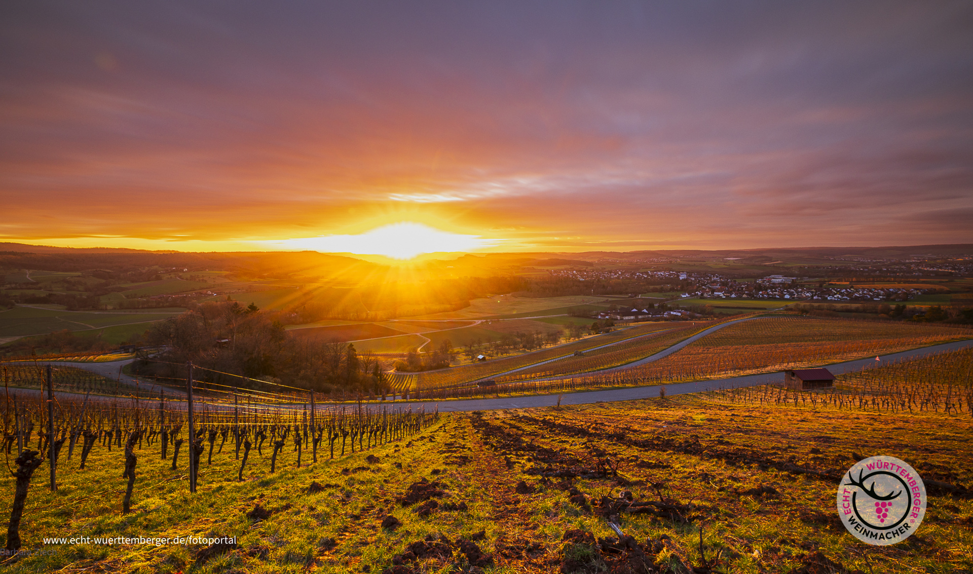 Sonnenuntergang im Weinberg