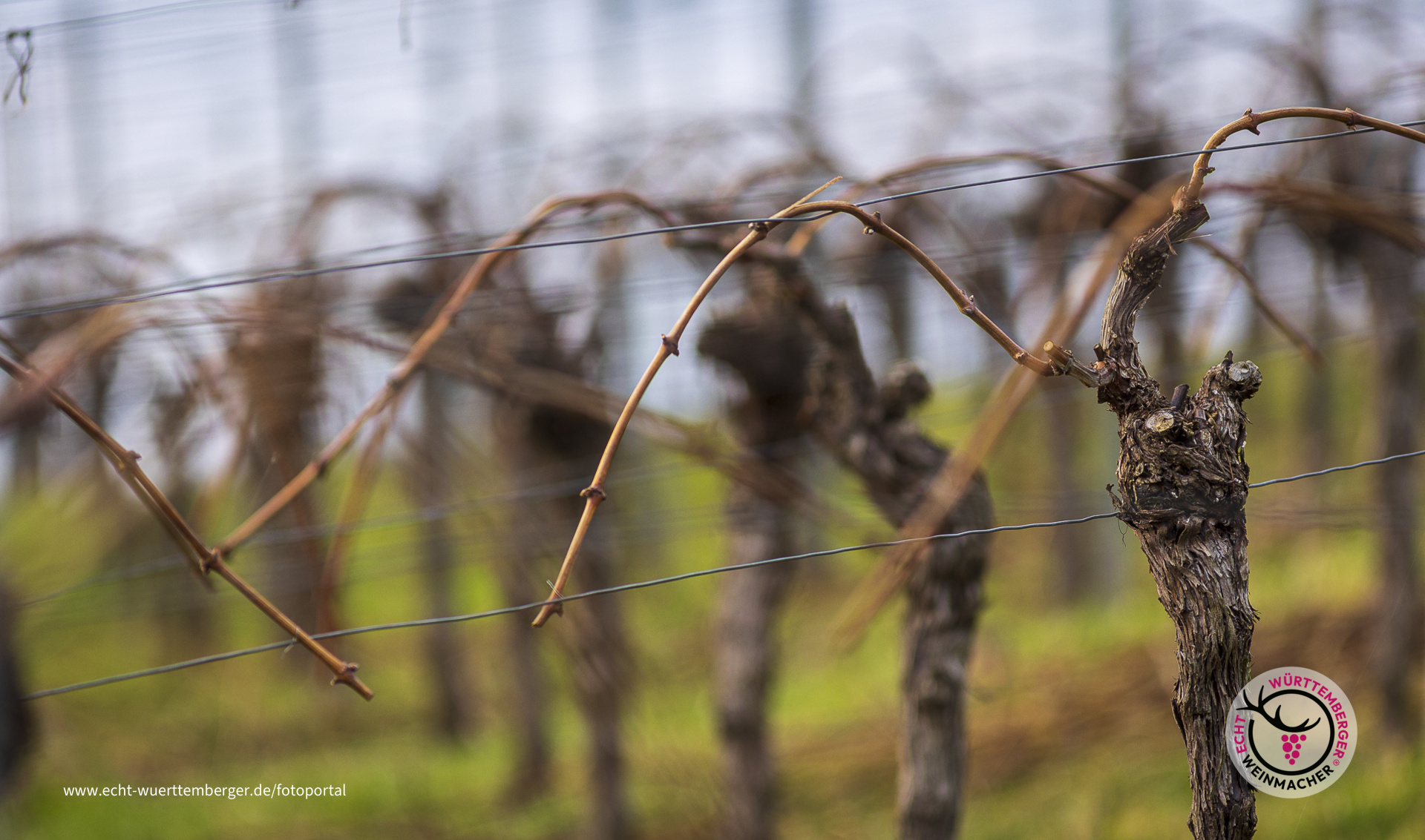 Die andere Sicht eines aufgeräumten Weinbergs