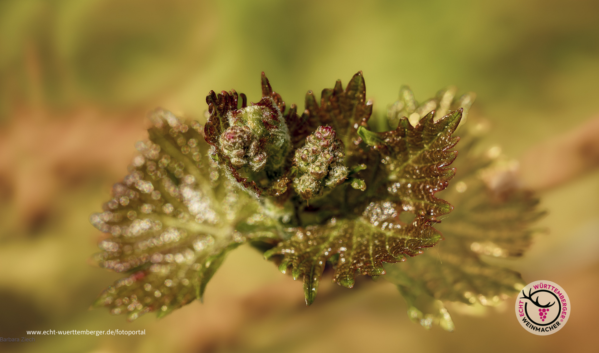 Die Traubenblüte am 10. April 2024