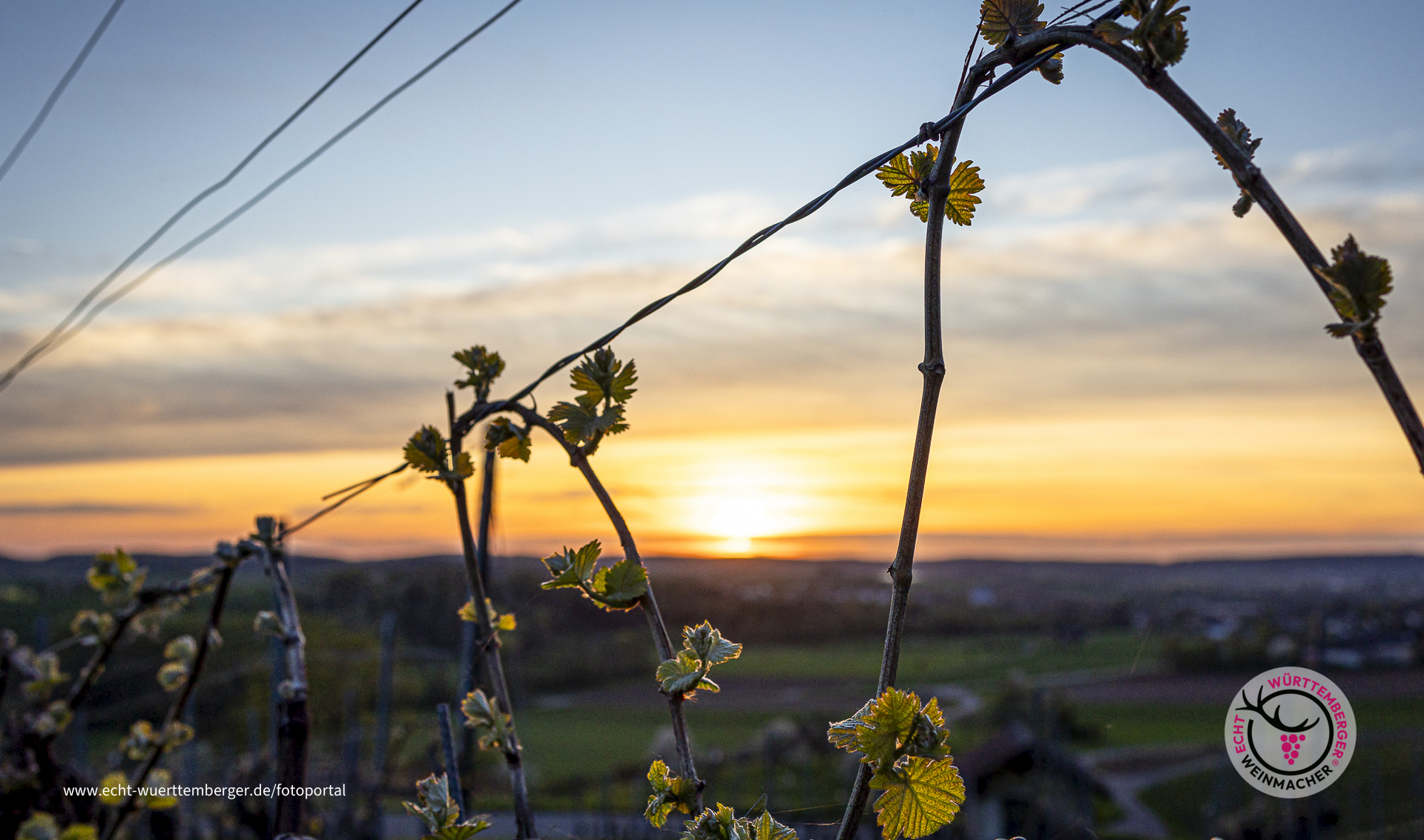 Sonnenuntergang im Weinberg