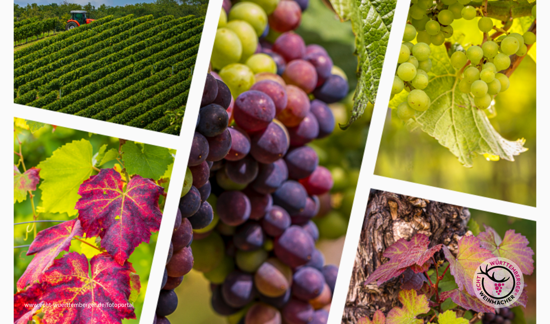 Es wird farbig im Weinberg