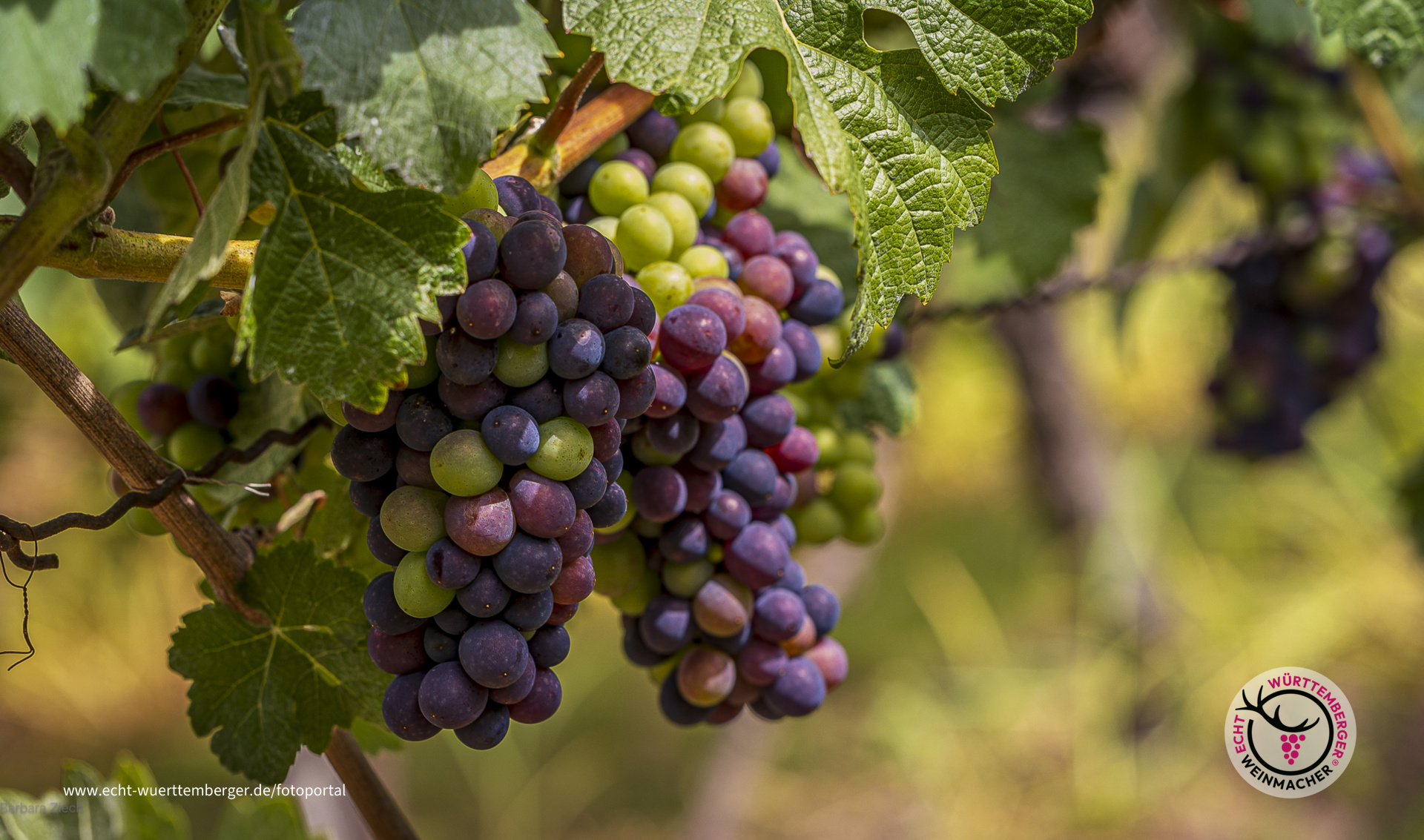 Es wird bunt im Weinberg