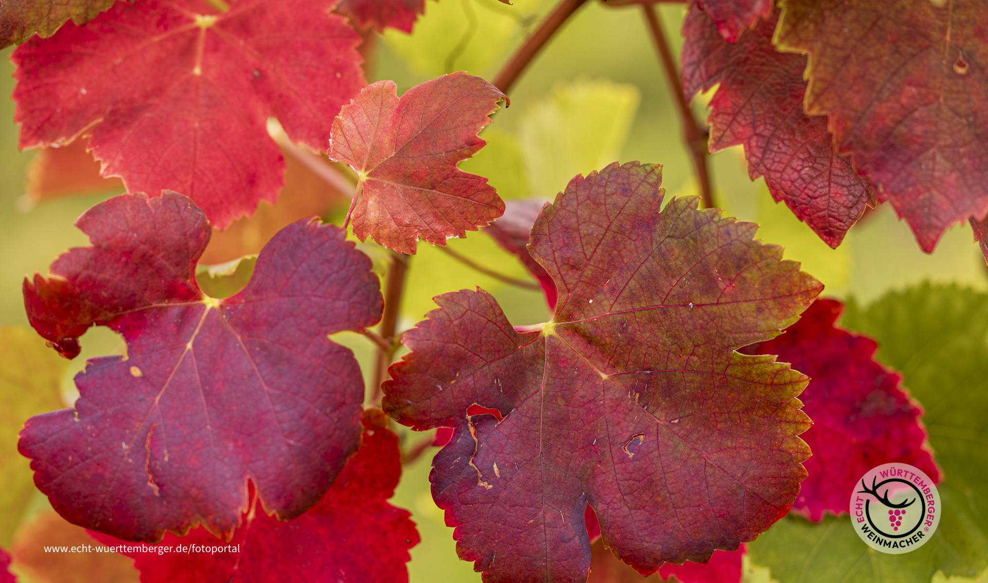 Es ist der 29. Septemberg und die Weinberge werden rot