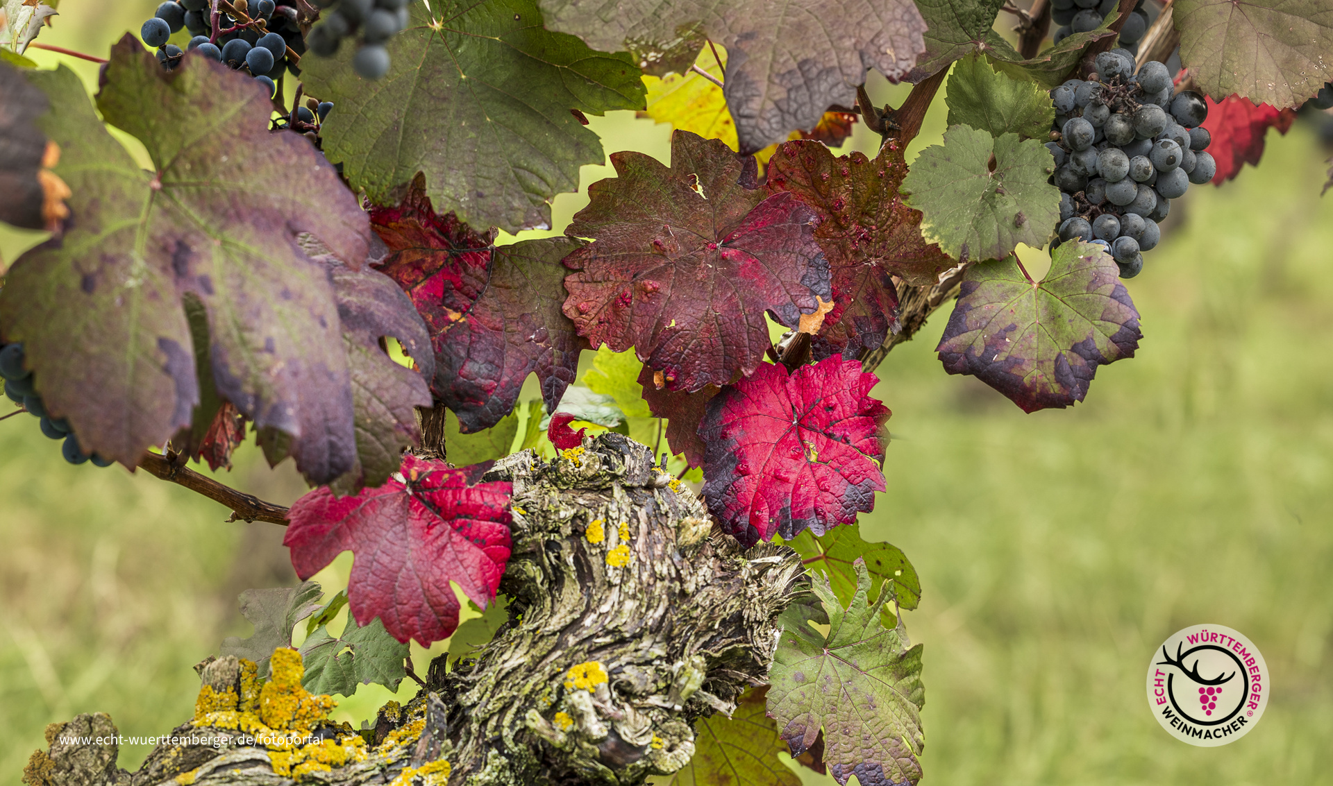 Spaziergang im Weinberg 