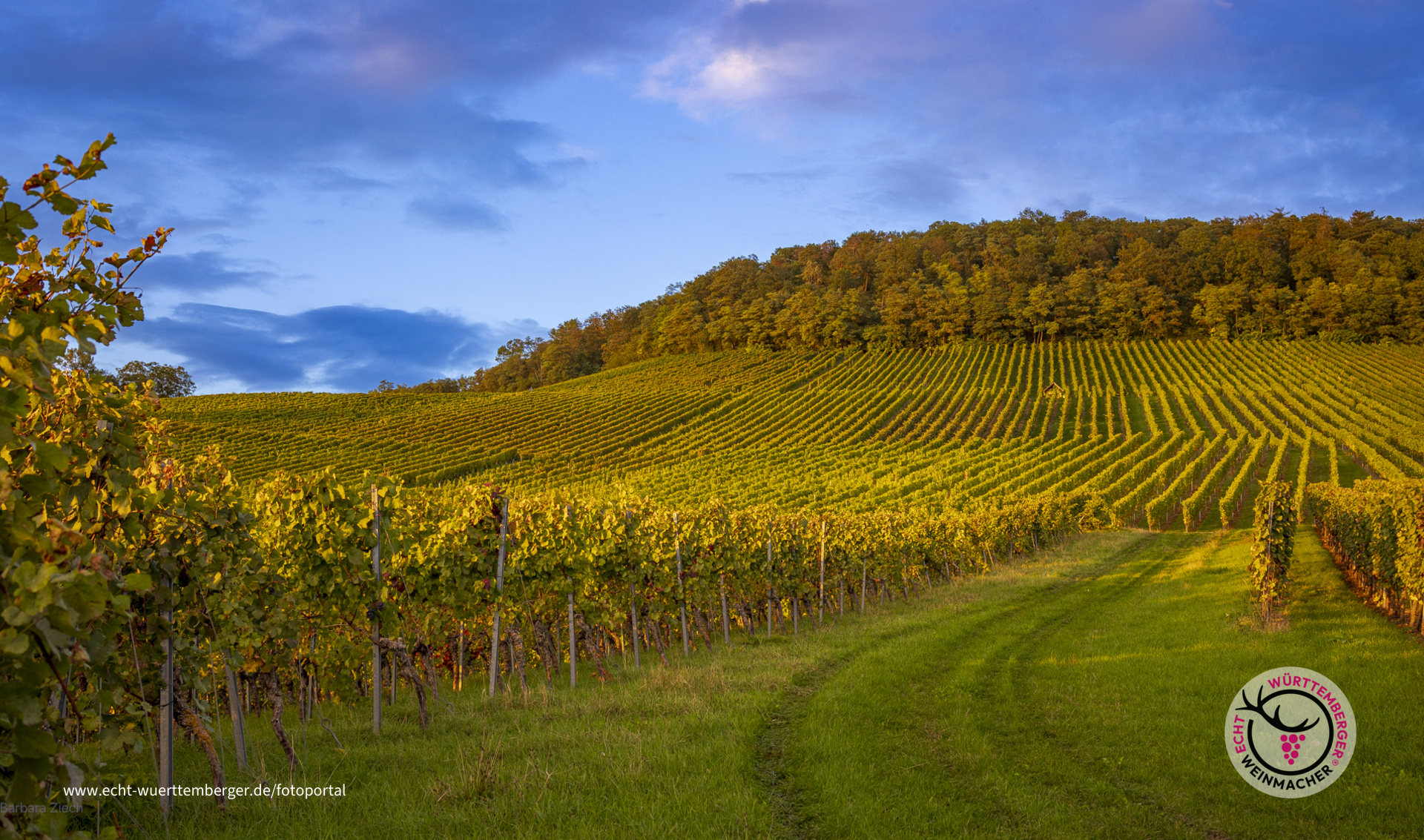 Abendspaziergang im Weinberg